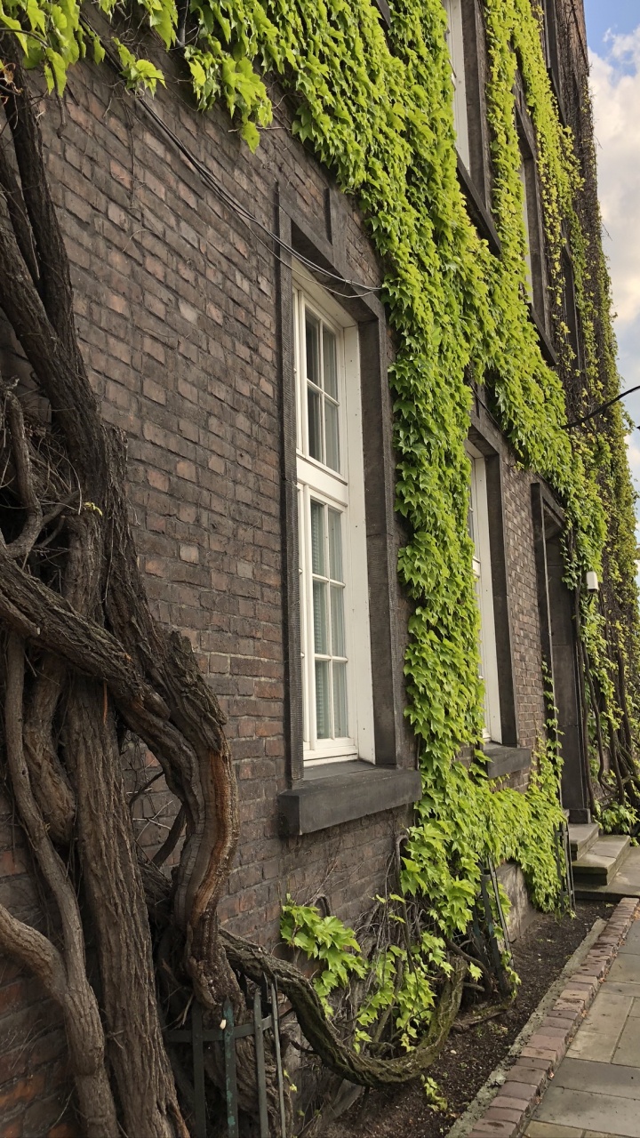 Обои дерево, биология, наука, зеленый, окно в разрешении 720x1280