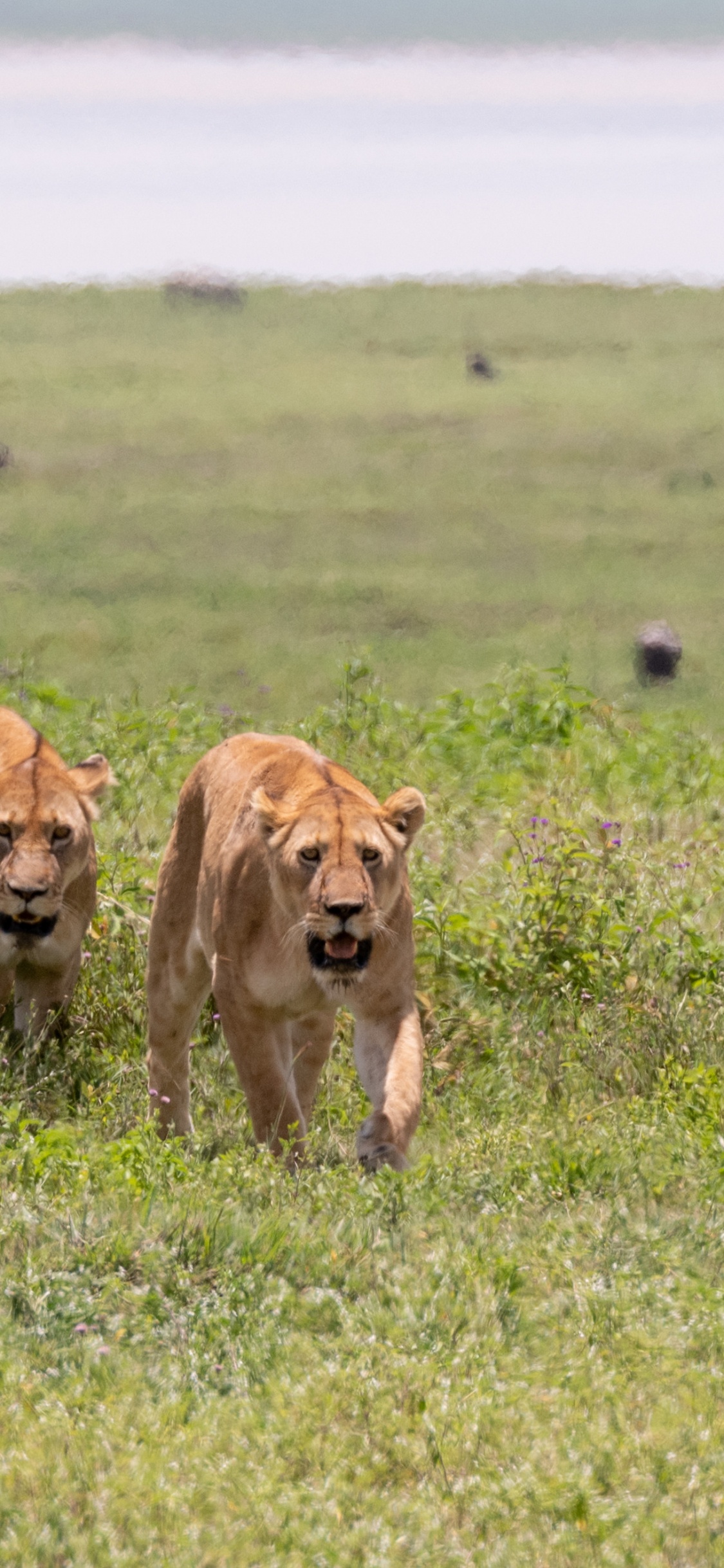 Обои живая природа, Лев, Восточно африканский Лев, Леопард, большая кошка в разрешении 1125x2436