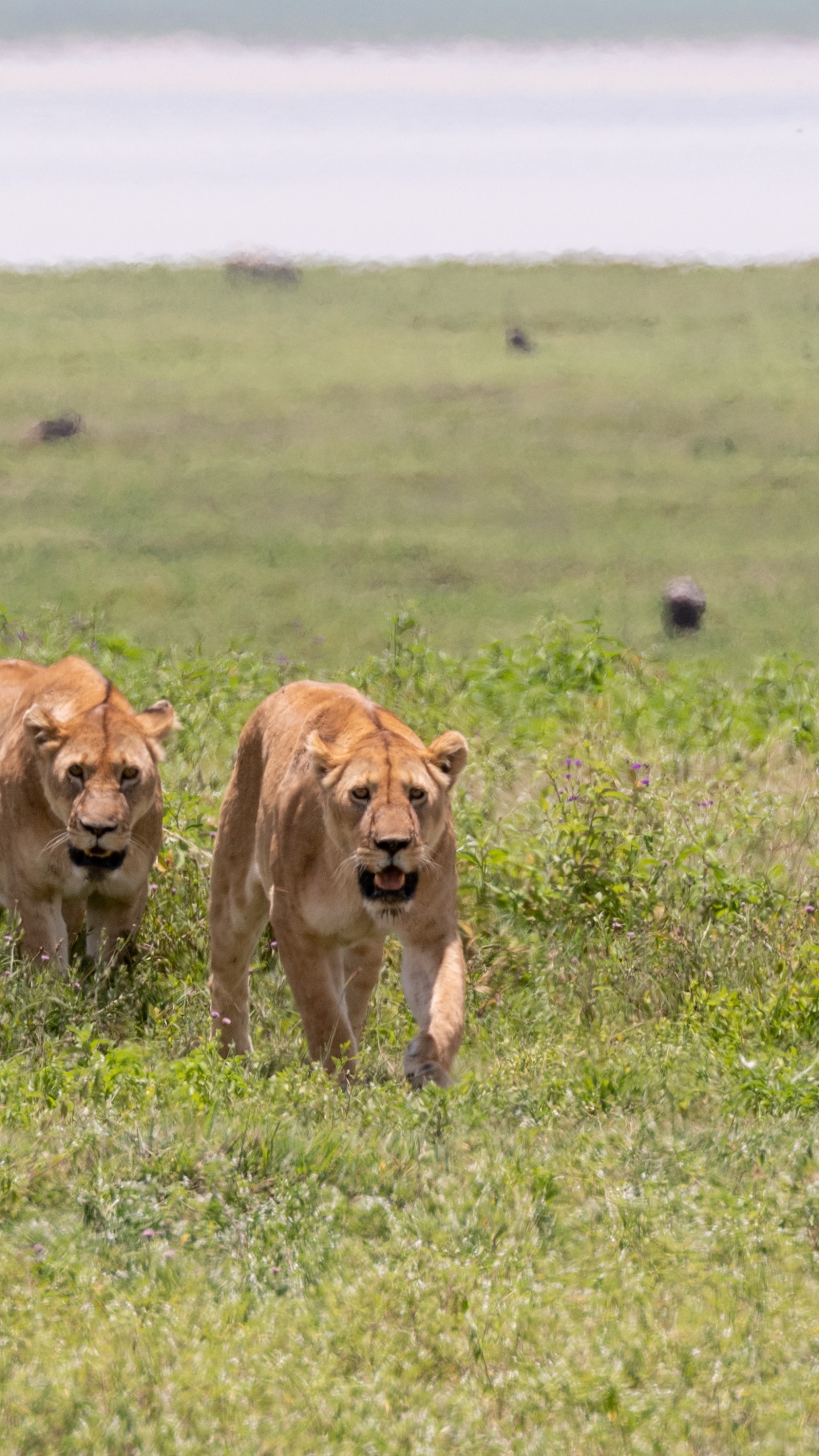 Обои живая природа, Лев, Восточно африканский Лев, Леопард, большая кошка в разрешении 1440x2560