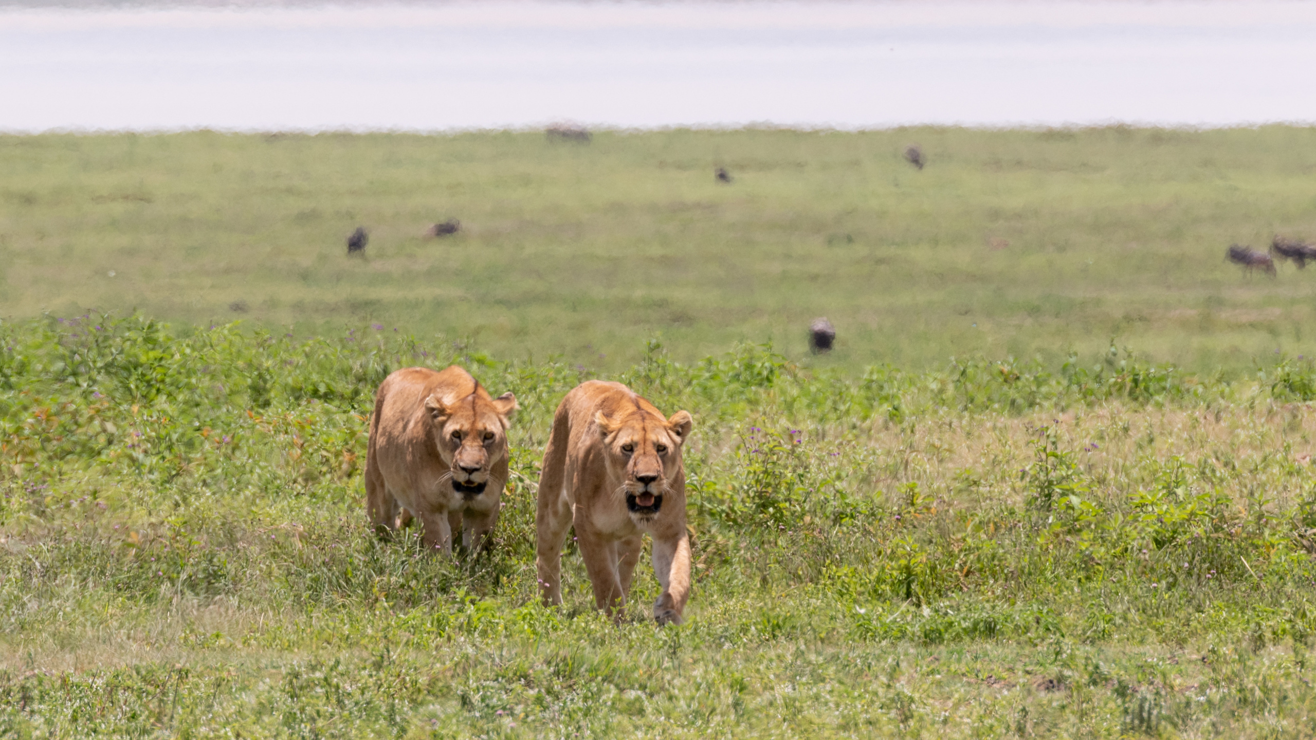 Обои живая природа, Лев, Восточно африканский Лев, Леопард, большая кошка в разрешении 2560x1440