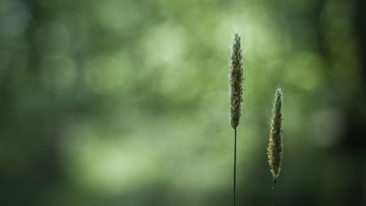 Обои растительность, растение, утро, Флора, макро фотография в разрешении 1280x720