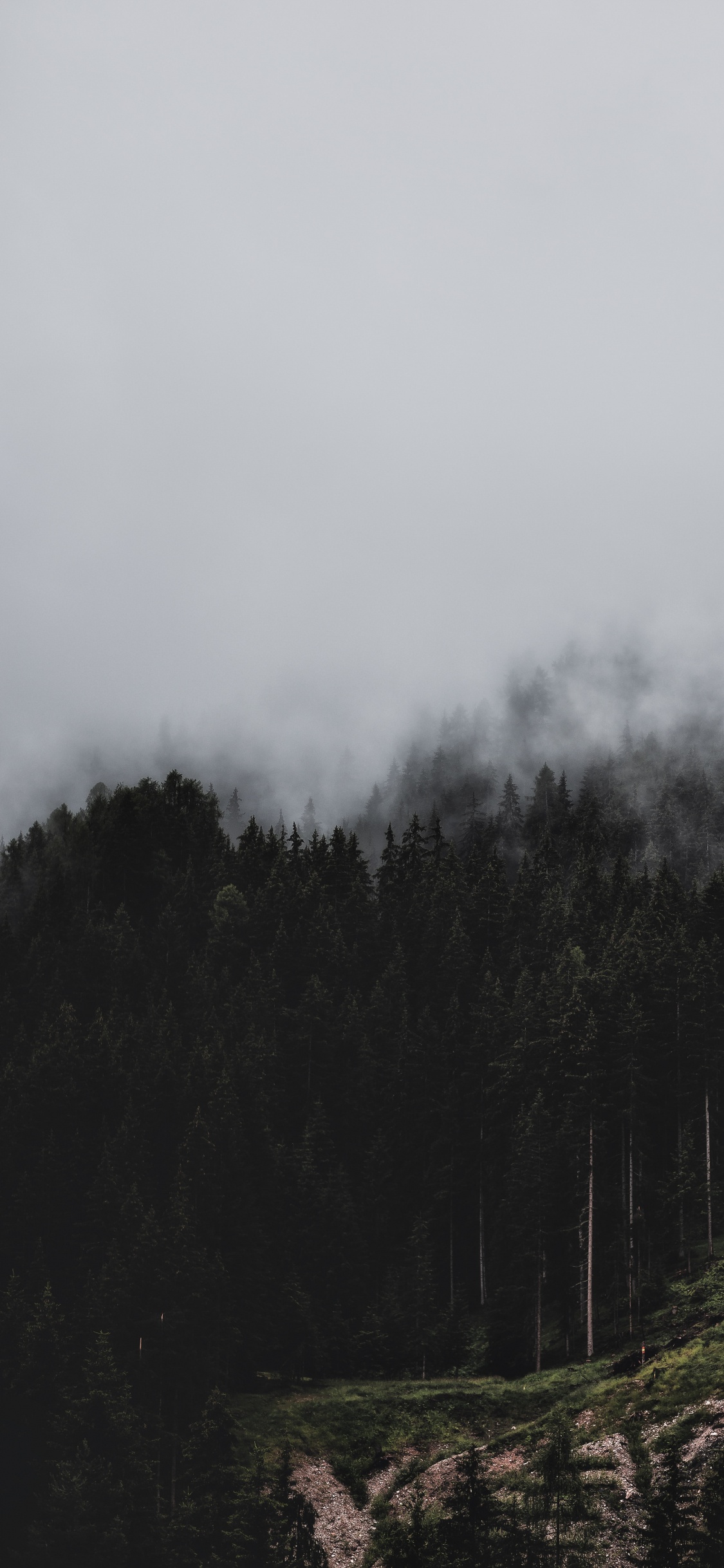 Обои дымка, дерево, дикая местность, гора, нагорье в разрешении 1125x2436