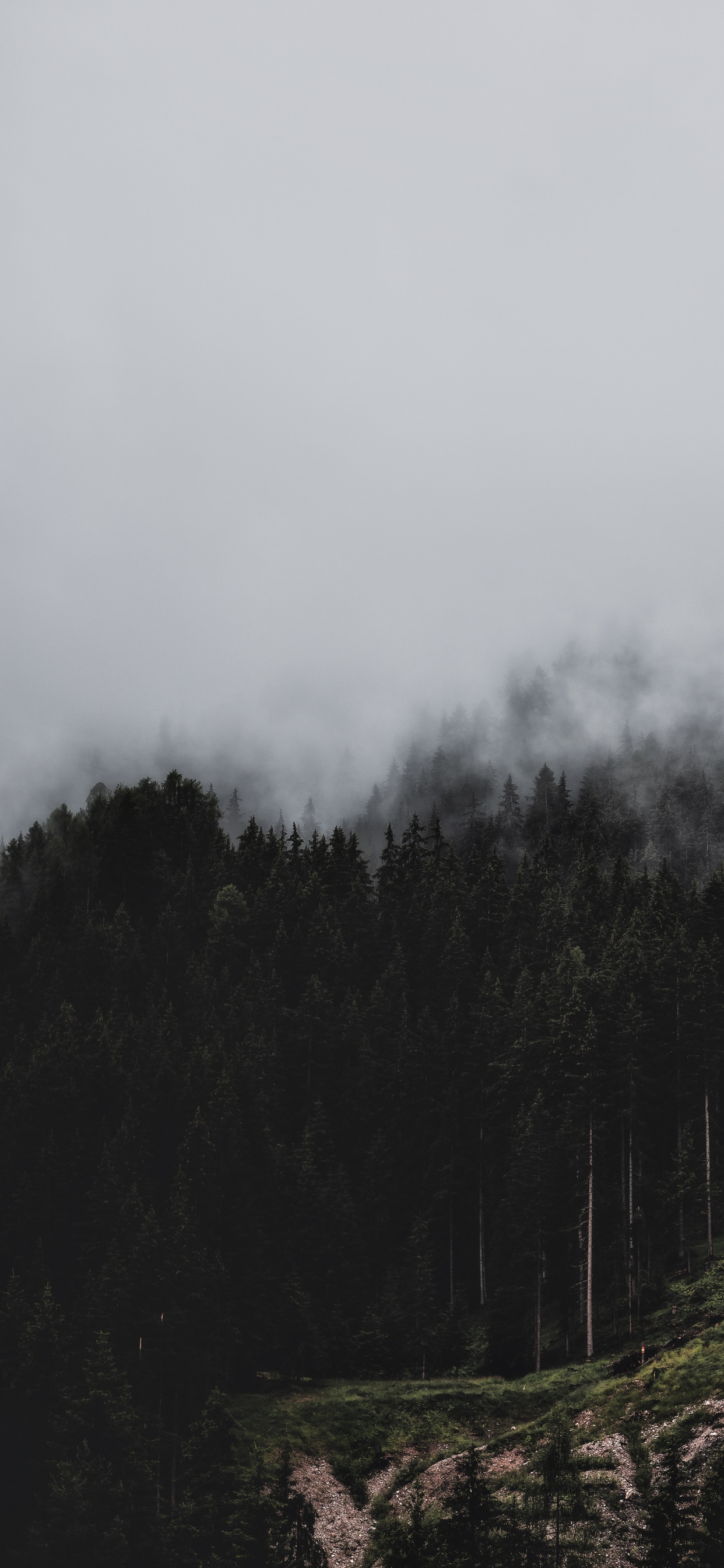 Обои дымка, дерево, дикая местность, гора, нагорье в разрешении 1242x2688