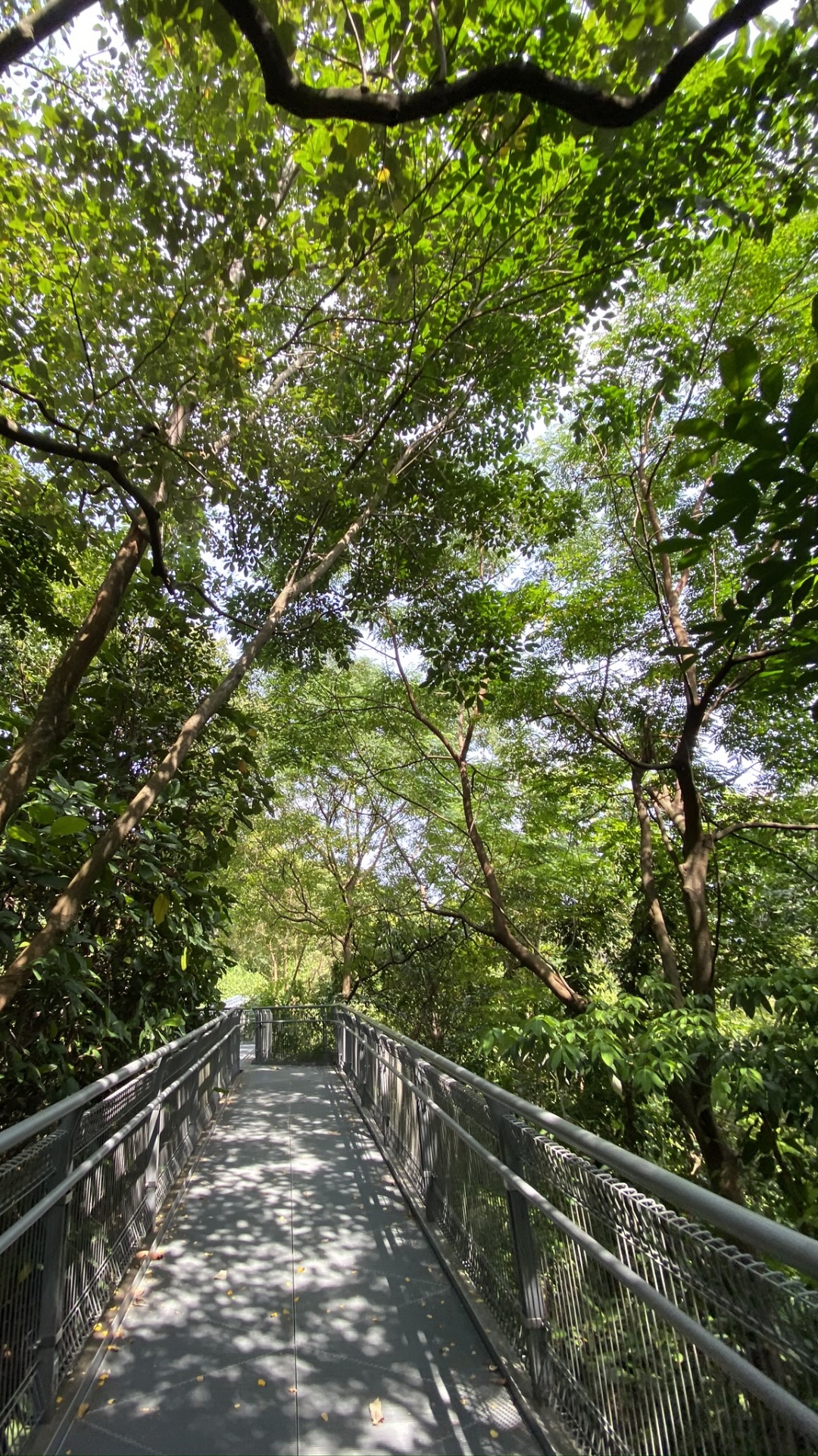 Обои природа, мост, природный заповедник, лес, Канатный парк в разрешении 1080x1920