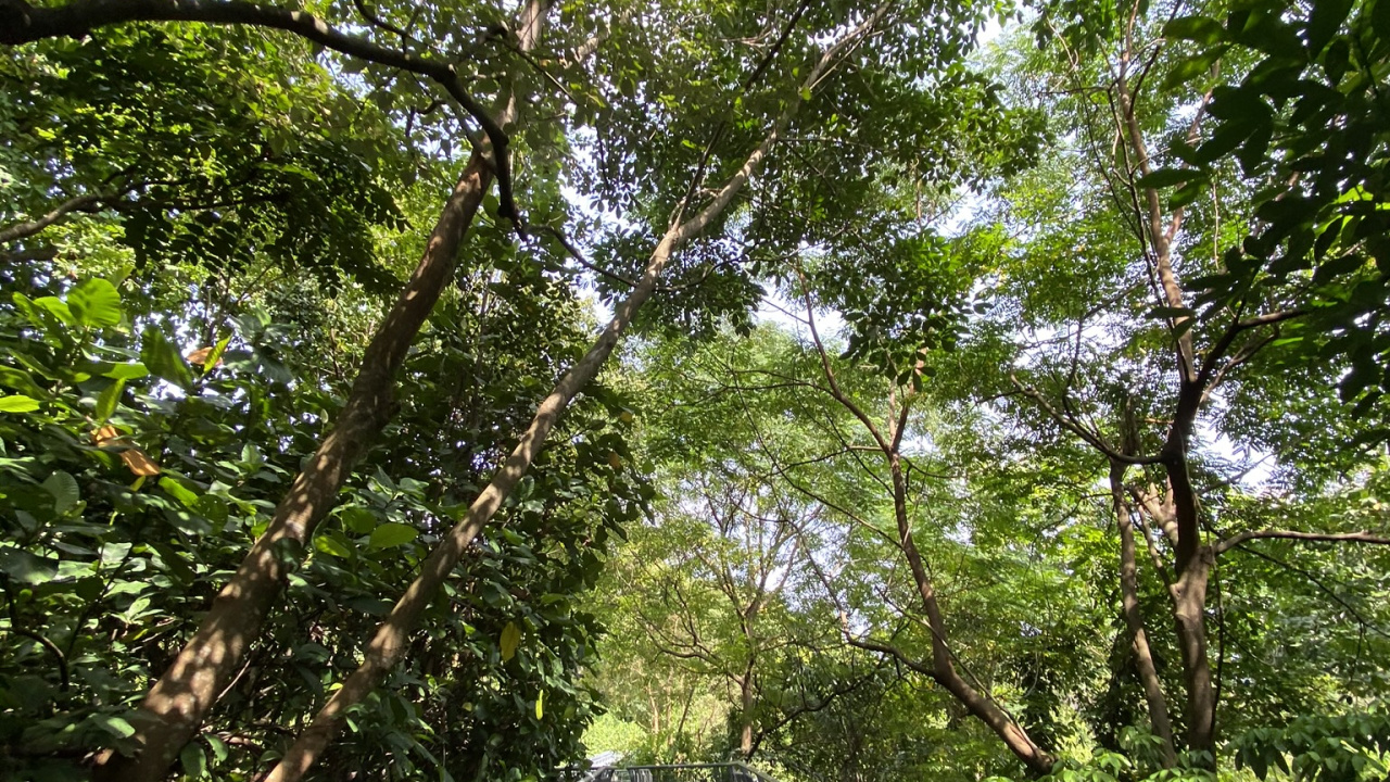 Обои природа, мост, природный заповедник, лес, Канатный парк в разрешении 1280x720