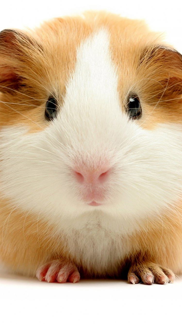 Обои грызун, хомячок, морская свинка, морда, бакенбарды в разрешении 750x1334