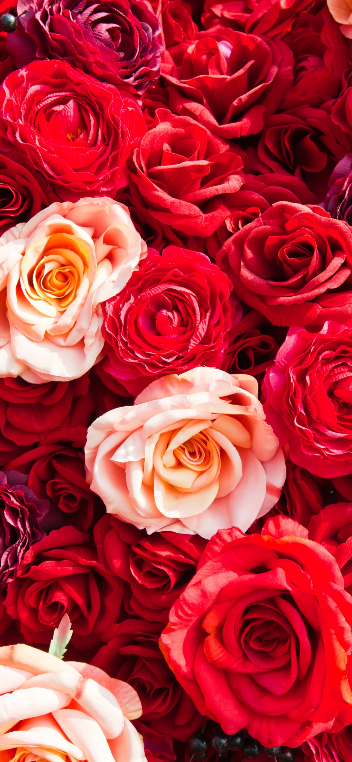 Обои сад роз, Роза, цветок, красный цвет, семья Роуз в разрешении 1125x2436