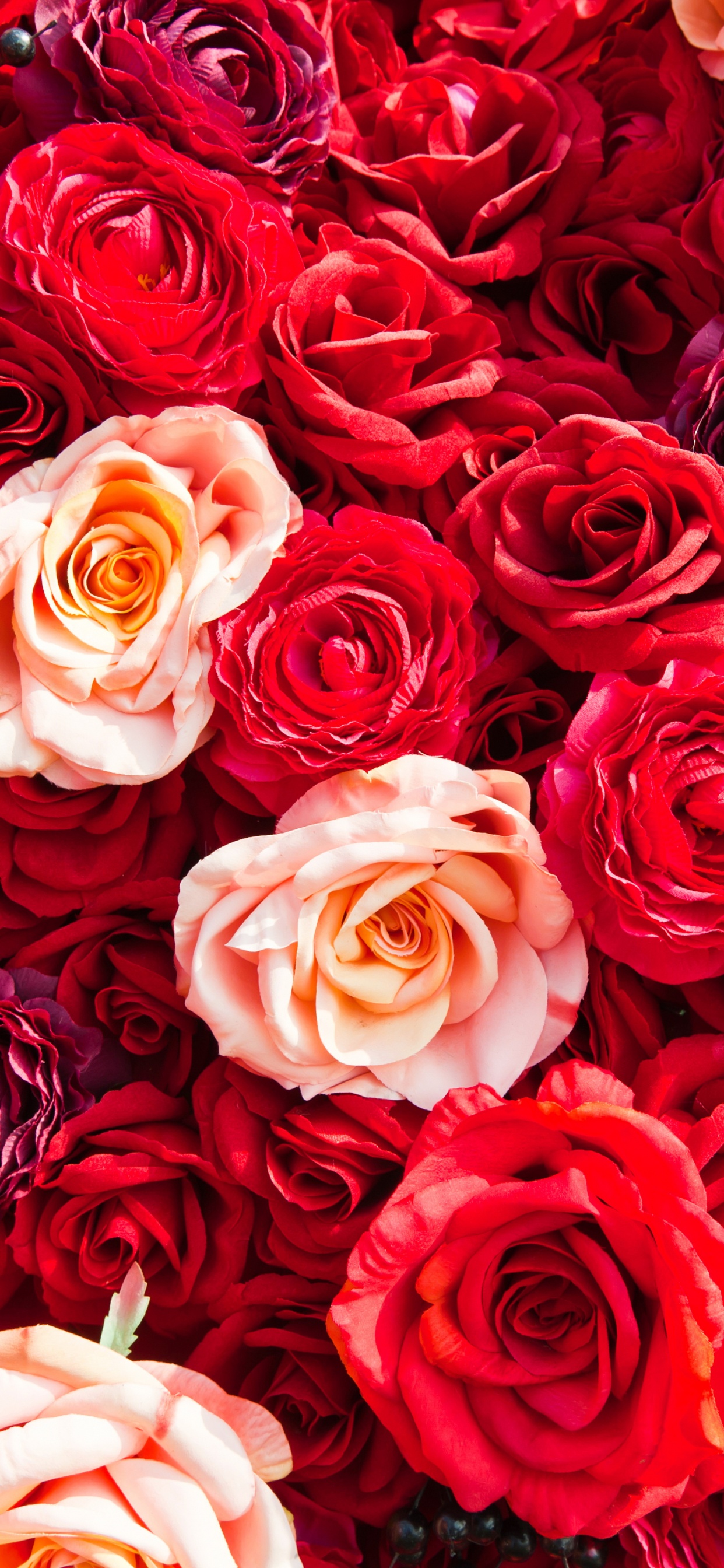 Обои сад роз, Роза, цветок, красный цвет, семья Роуз в разрешении 1242x2688