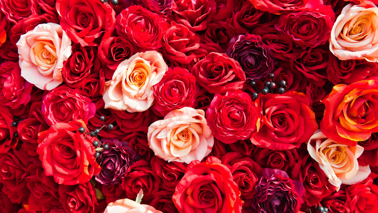 Обои сад роз, Роза, цветок, красный цвет, семья Роуз в разрешении 1280x720