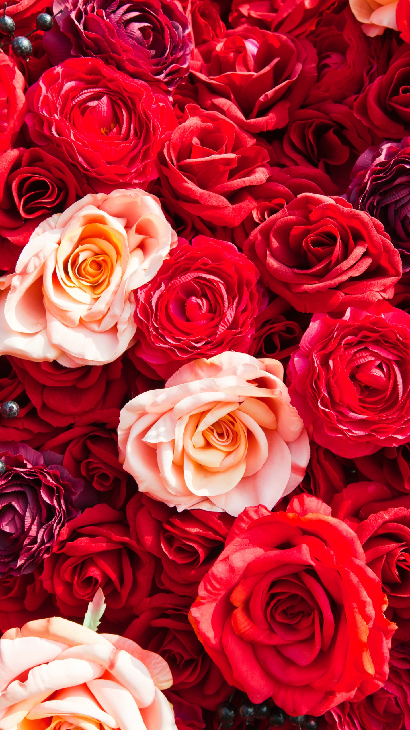 Обои сад роз, Роза, цветок, красный цвет, семья Роуз в разрешении 1440x2560