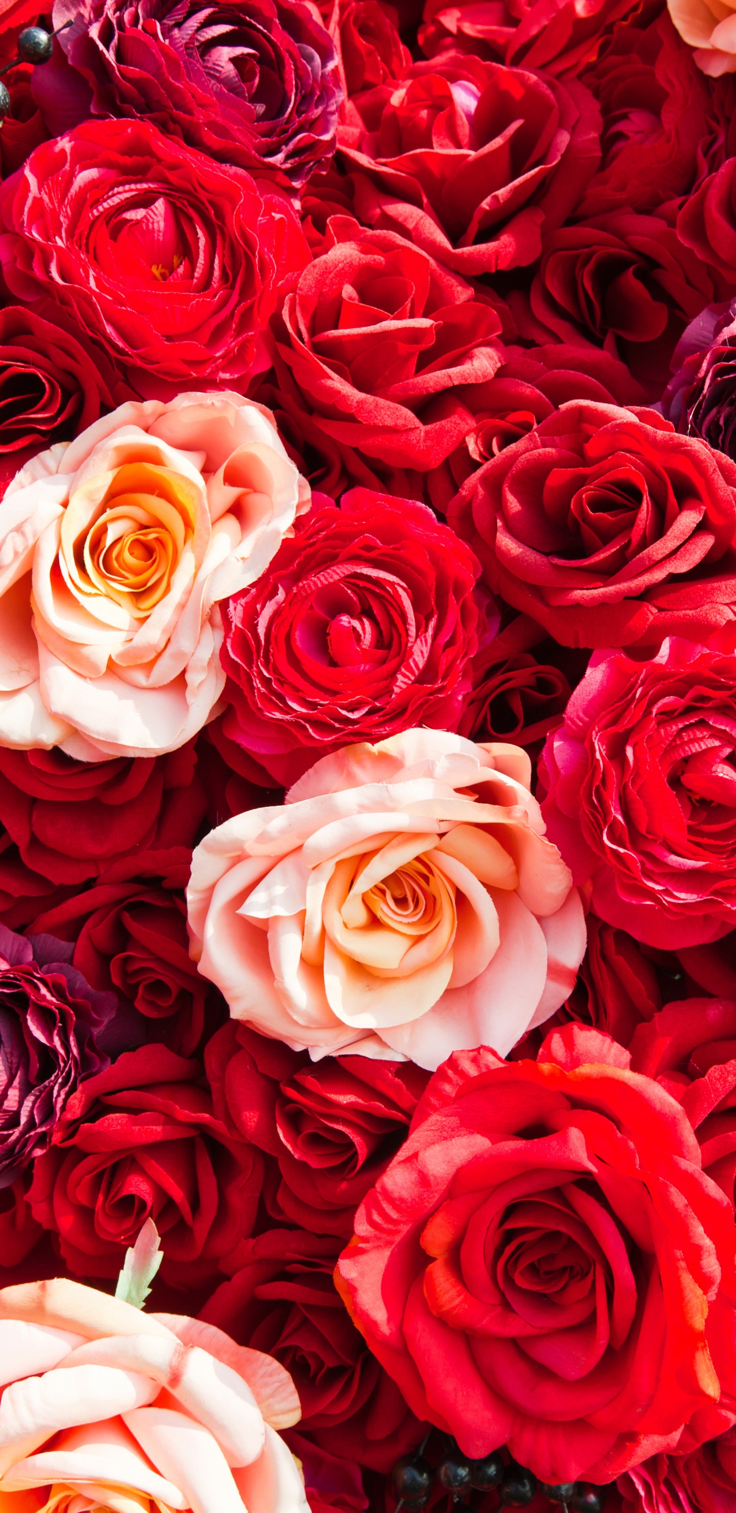 Обои сад роз, Роза, цветок, красный цвет, семья Роуз в разрешении 1440x2960
