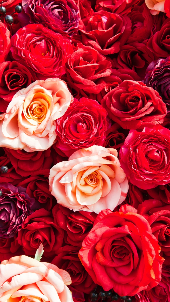 Обои сад роз, Роза, цветок, красный цвет, семья Роуз в разрешении 720x1280