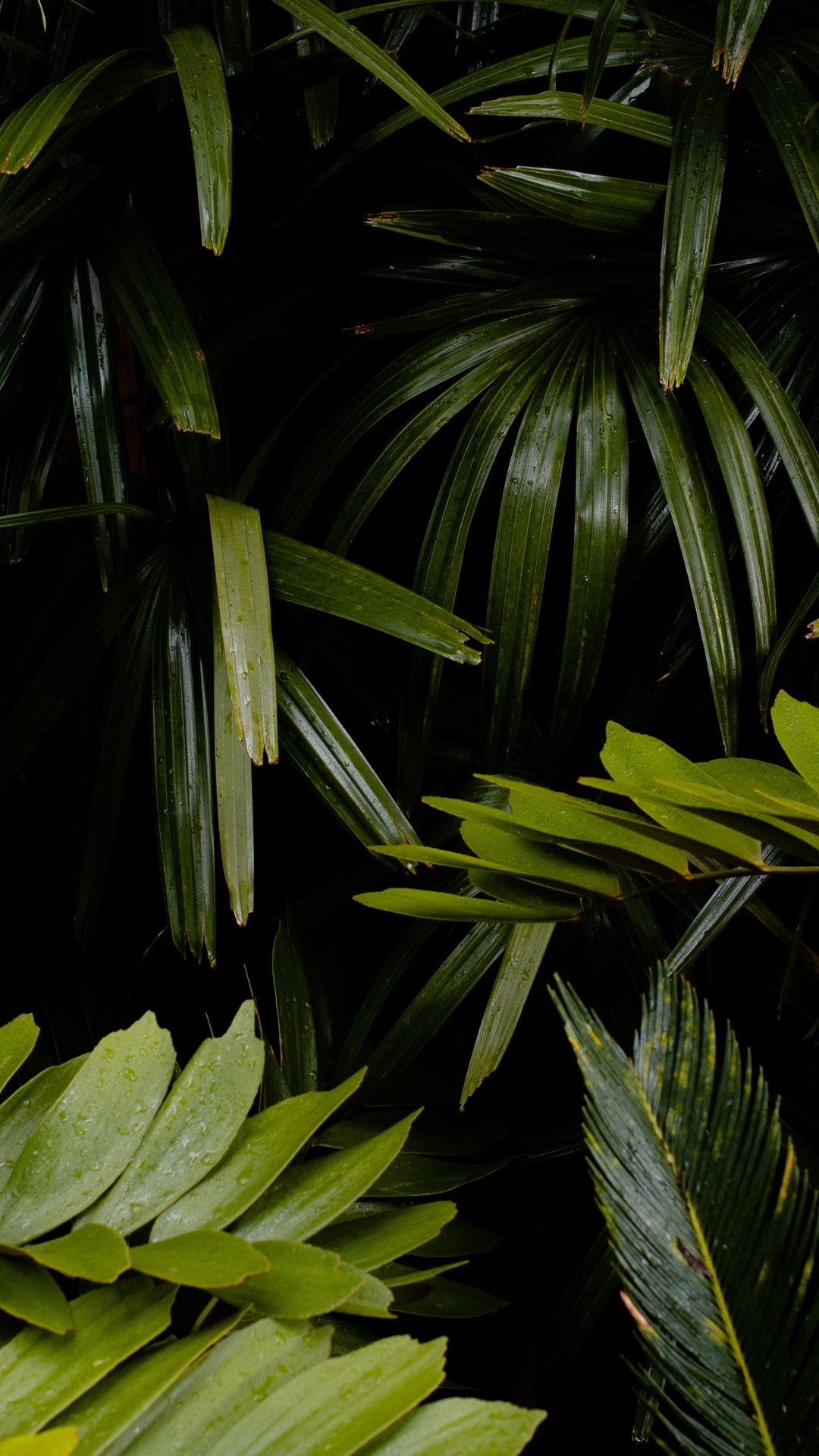 Обои растительность, наземное растение, лист, растение, окружающая среда в разрешении 1080x1920