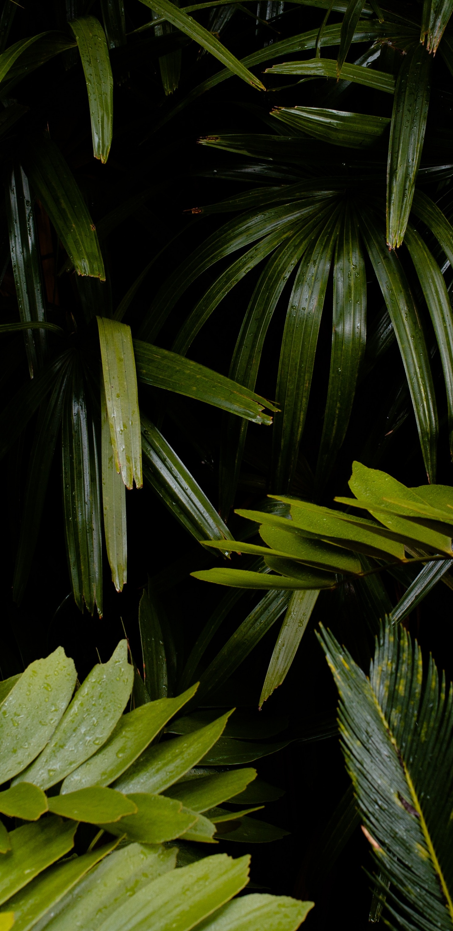 Обои растительность, наземное растение, лист, растение, окружающая среда в разрешении 1440x2960