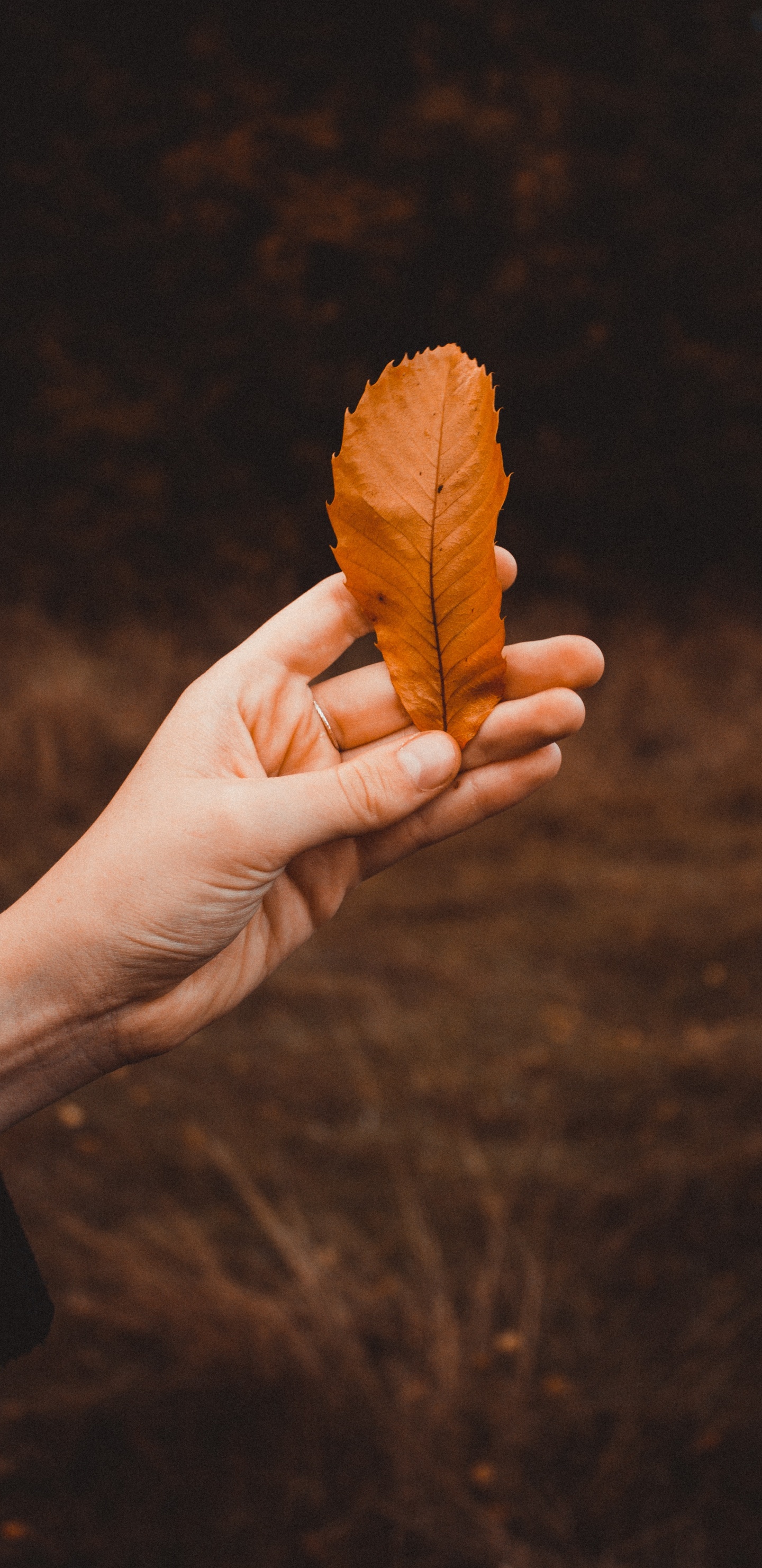 Обои растение, человек, песня, лист, палец в разрешении 1440x2960