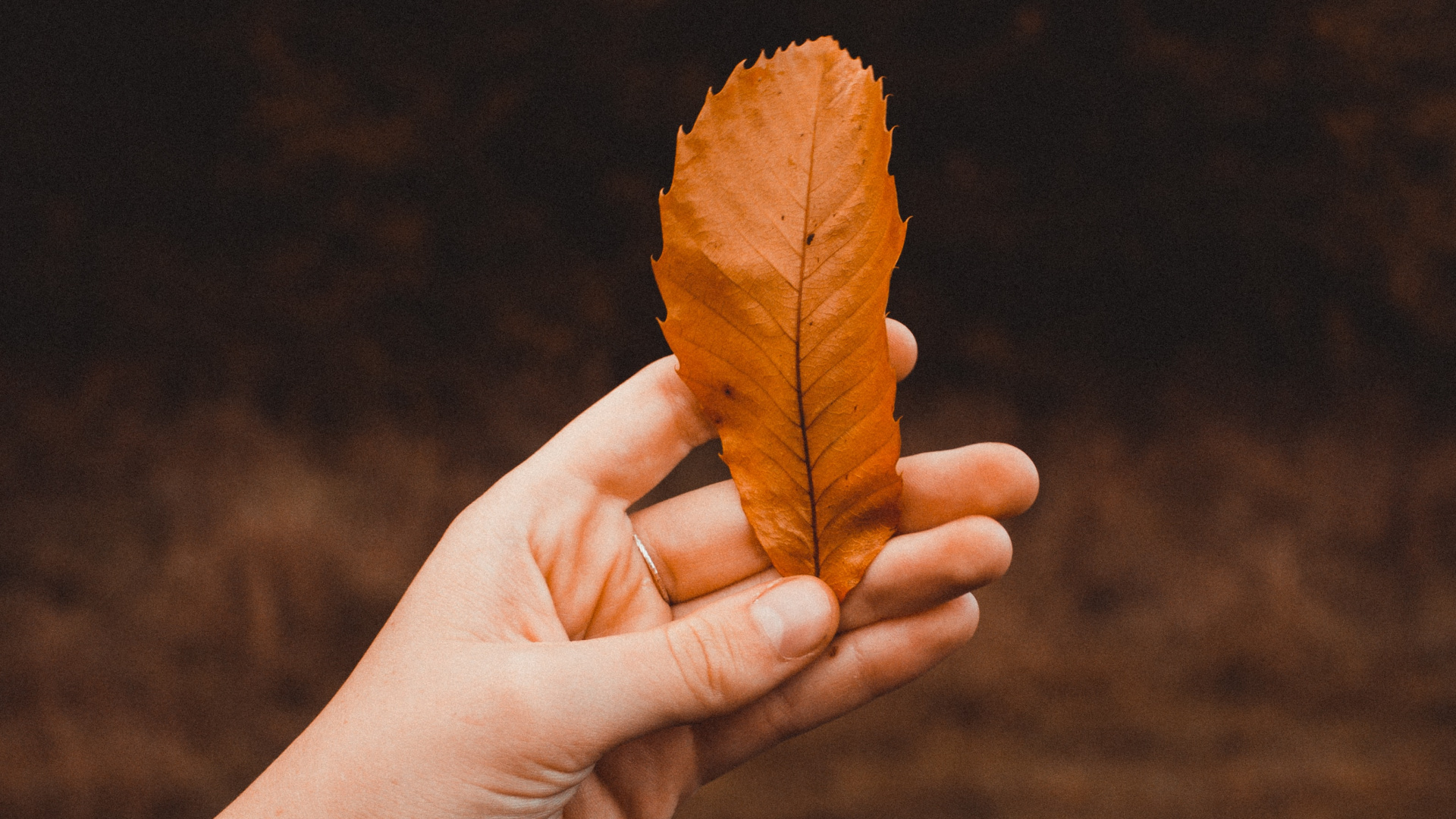 Обои растение, человек, песня, лист, палец в разрешении 1920x1080