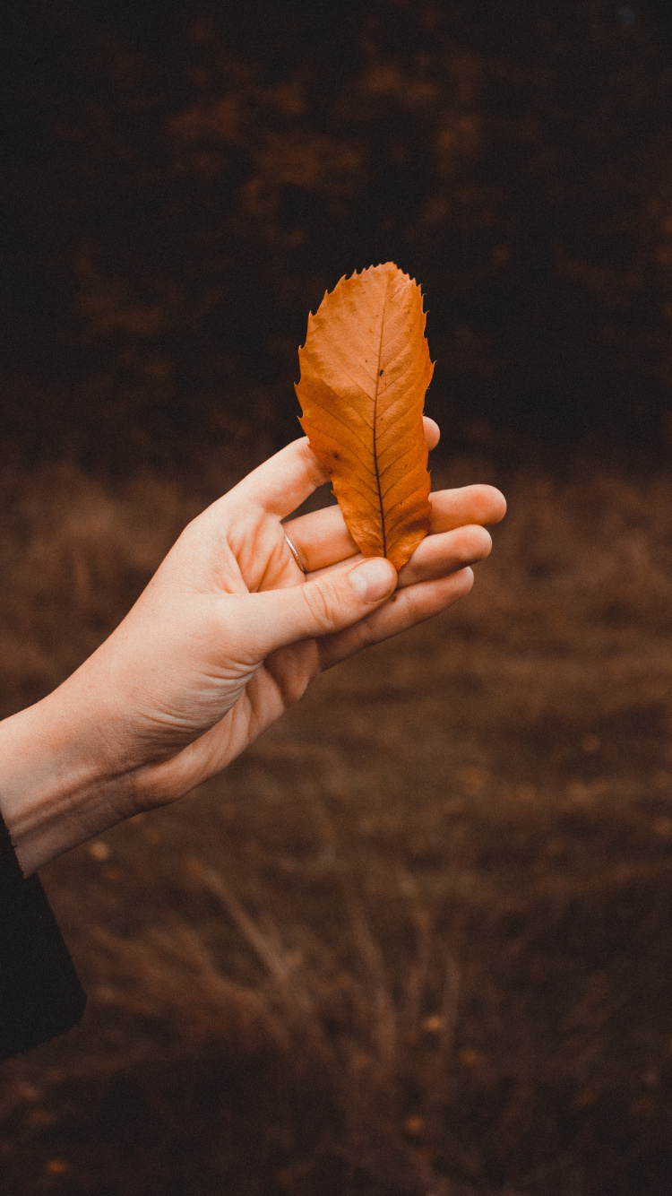 Обои растение, человек, песня, лист, палец в разрешении 750x1334