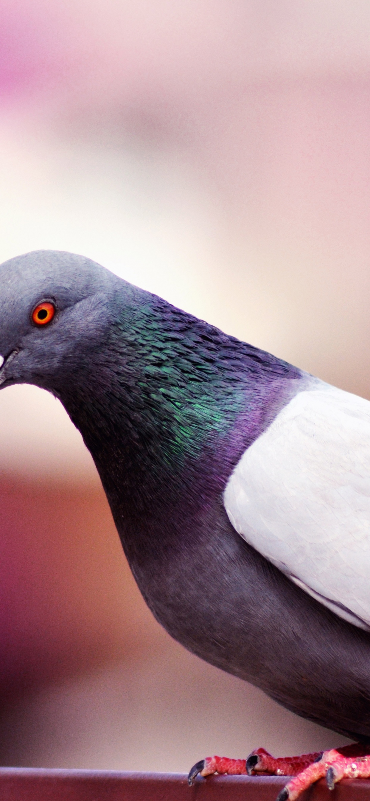 Обои Сизый голубь, Остров плодоядные голуби, птица, голуби и горлицы, клюв в разрешении 1242x2688