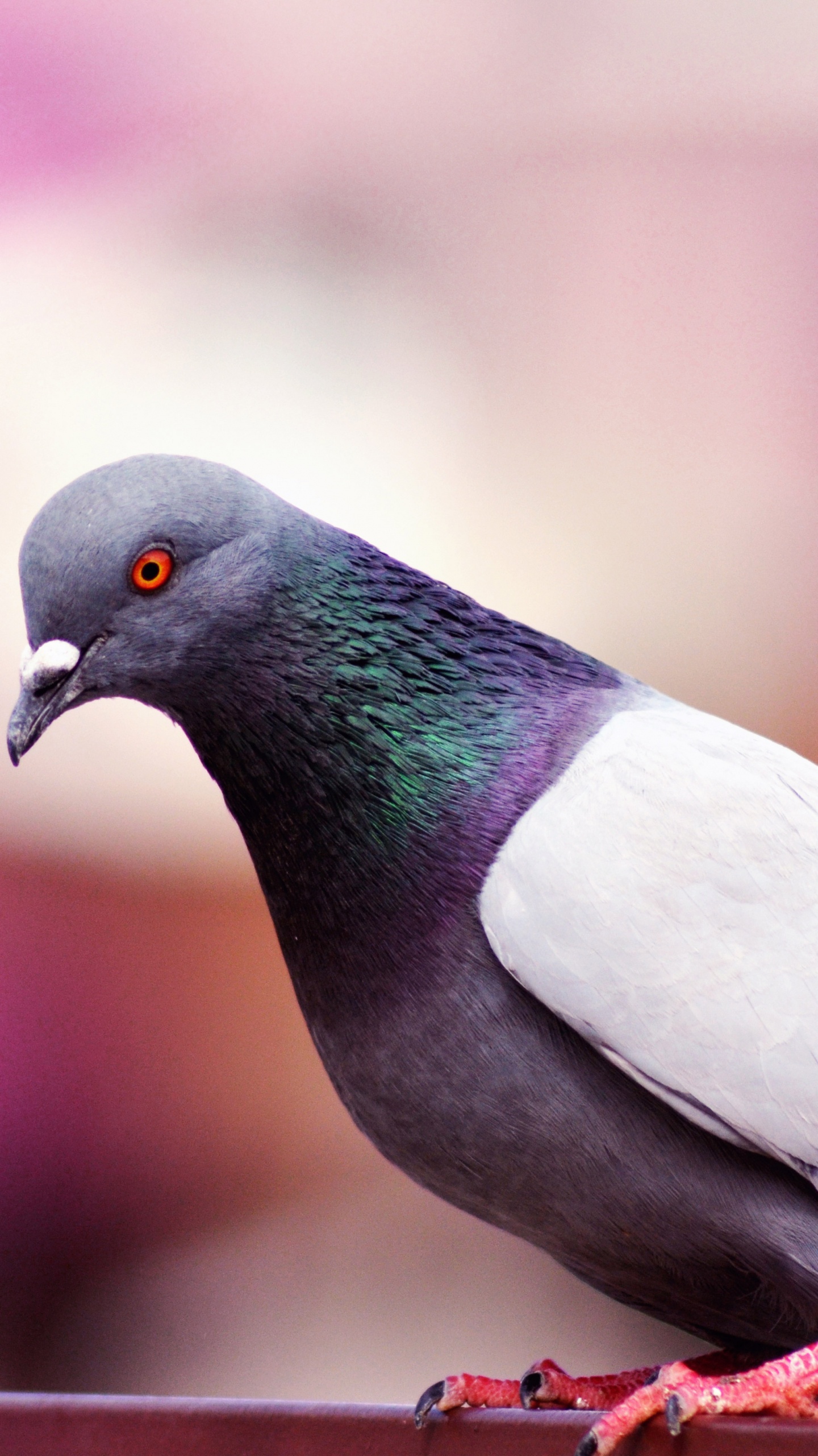 Обои Сизый голубь, Остров плодоядные голуби, птица, голуби и горлицы, клюв в разрешении 1440x2560