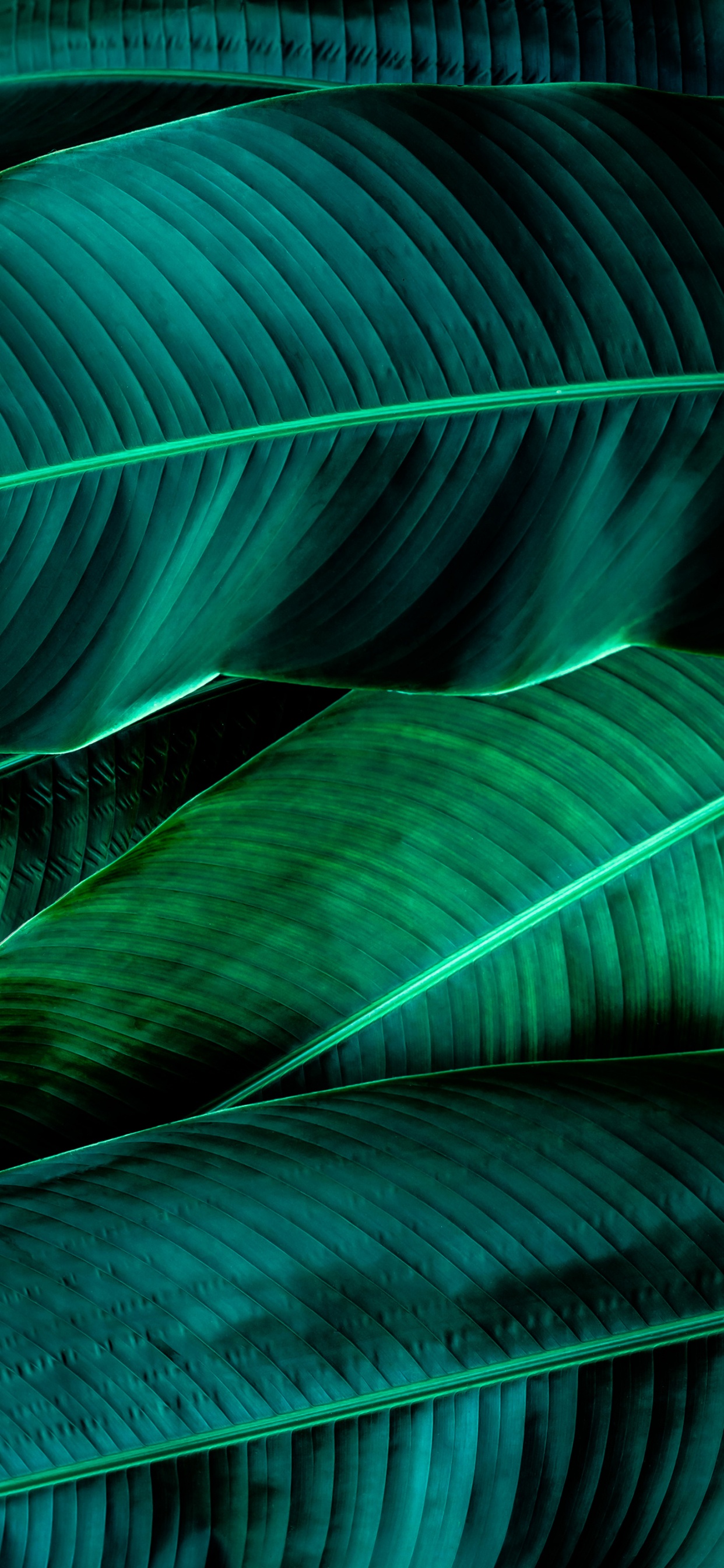 Обои свет, зеленый, наземное растение, натуральный материал, линия в разрешении 1242x2688