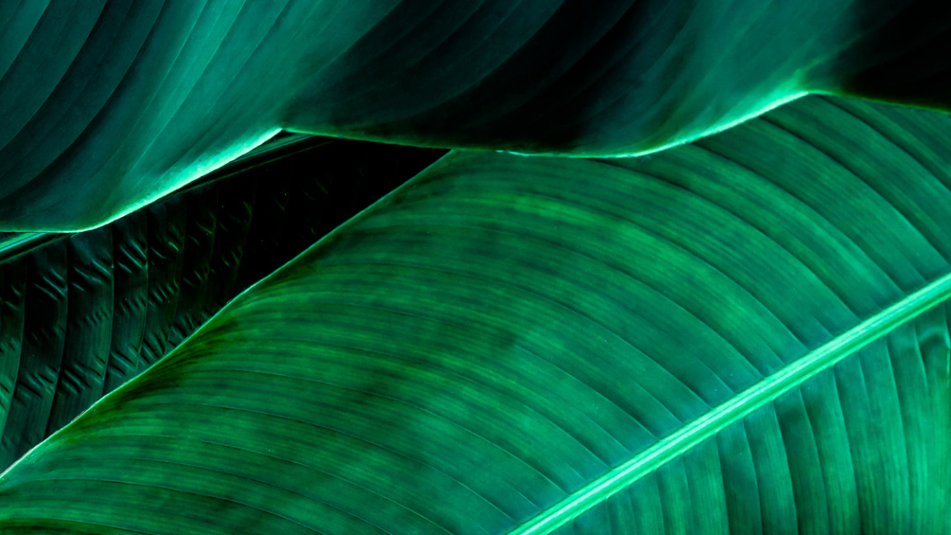 Обои свет, зеленый, наземное растение, натуральный материал, линия в разрешении 1366x768