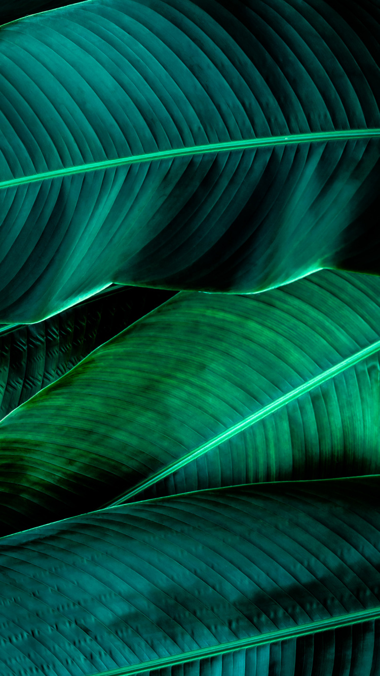 Обои свет, зеленый, наземное растение, натуральный материал, линия в разрешении 750x1334