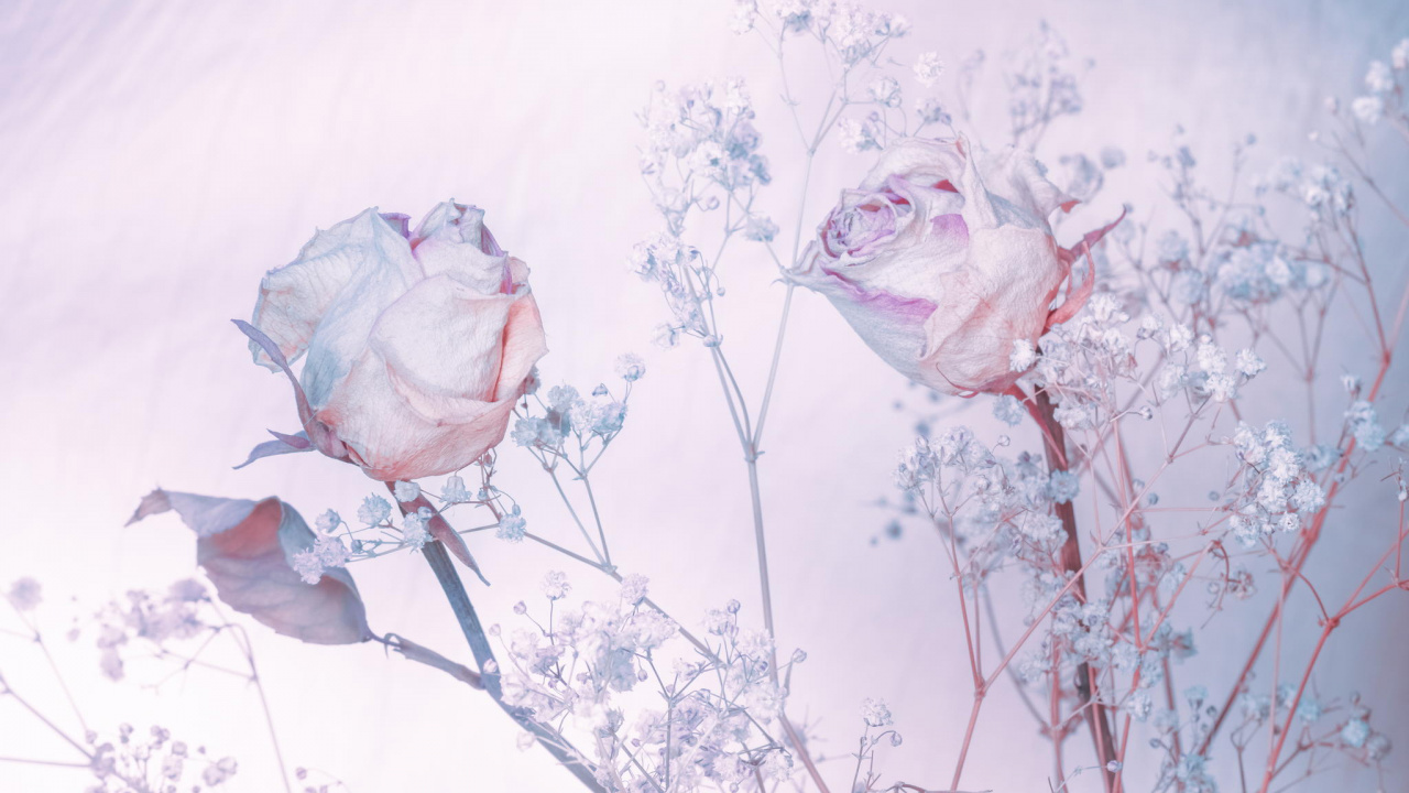 Обои Роза, акварельные краски, сад роз, розовый, цветок в разрешении 1280x720