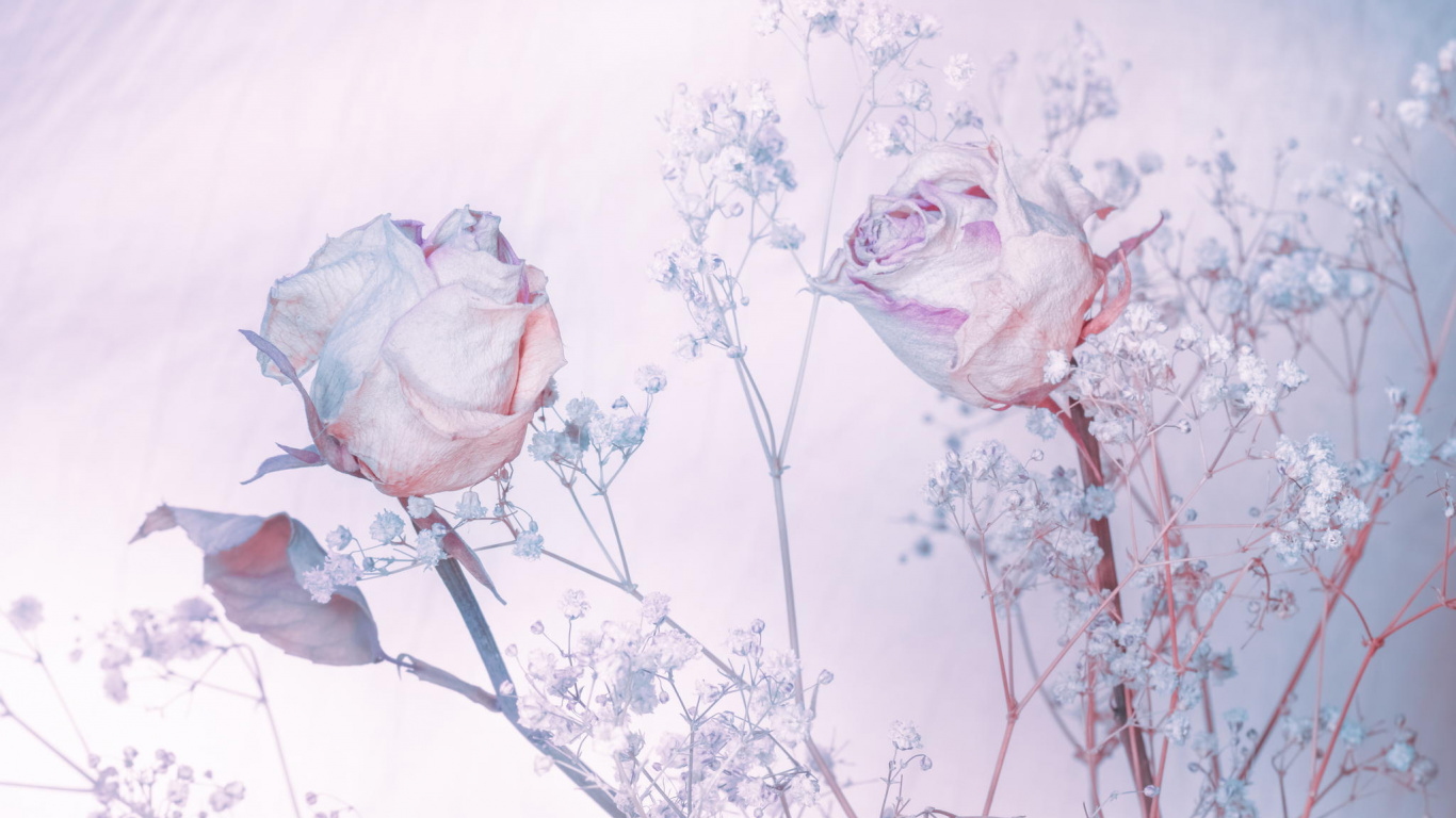 Обои Роза, акварельные краски, сад роз, розовый, цветок в разрешении 1366x768