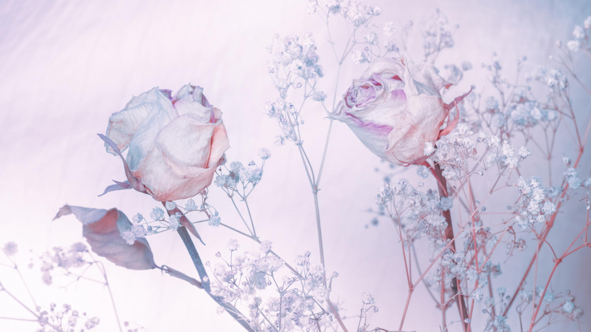 Обои Роза, акварельные краски, сад роз, розовый, цветок в разрешении 1920x1080