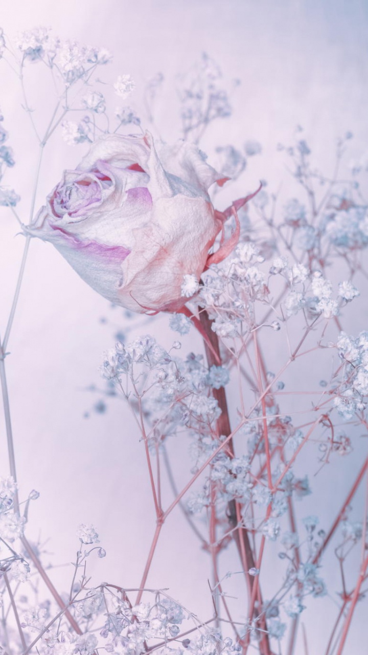 Обои Роза, акварельные краски, сад роз, розовый, цветок в разрешении 720x1280