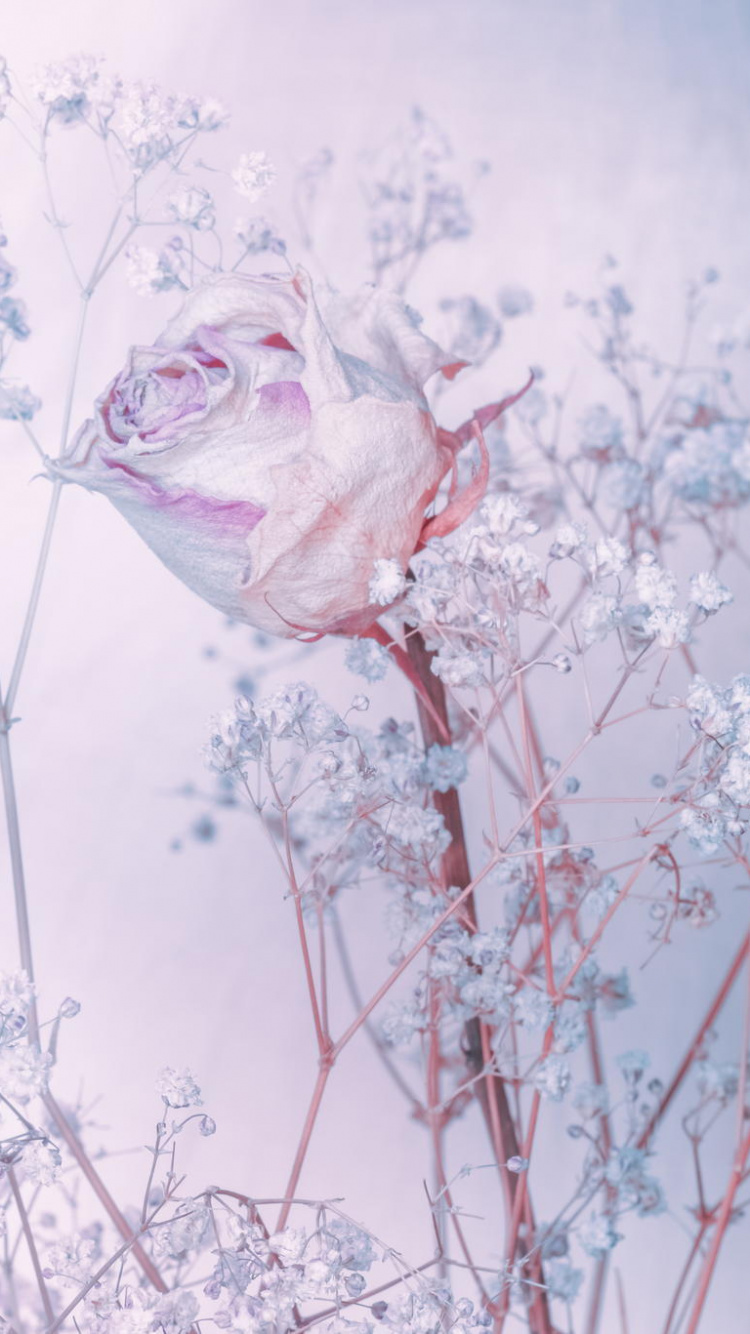 Обои Роза, акварельные краски, сад роз, розовый, цветок в разрешении 750x1334