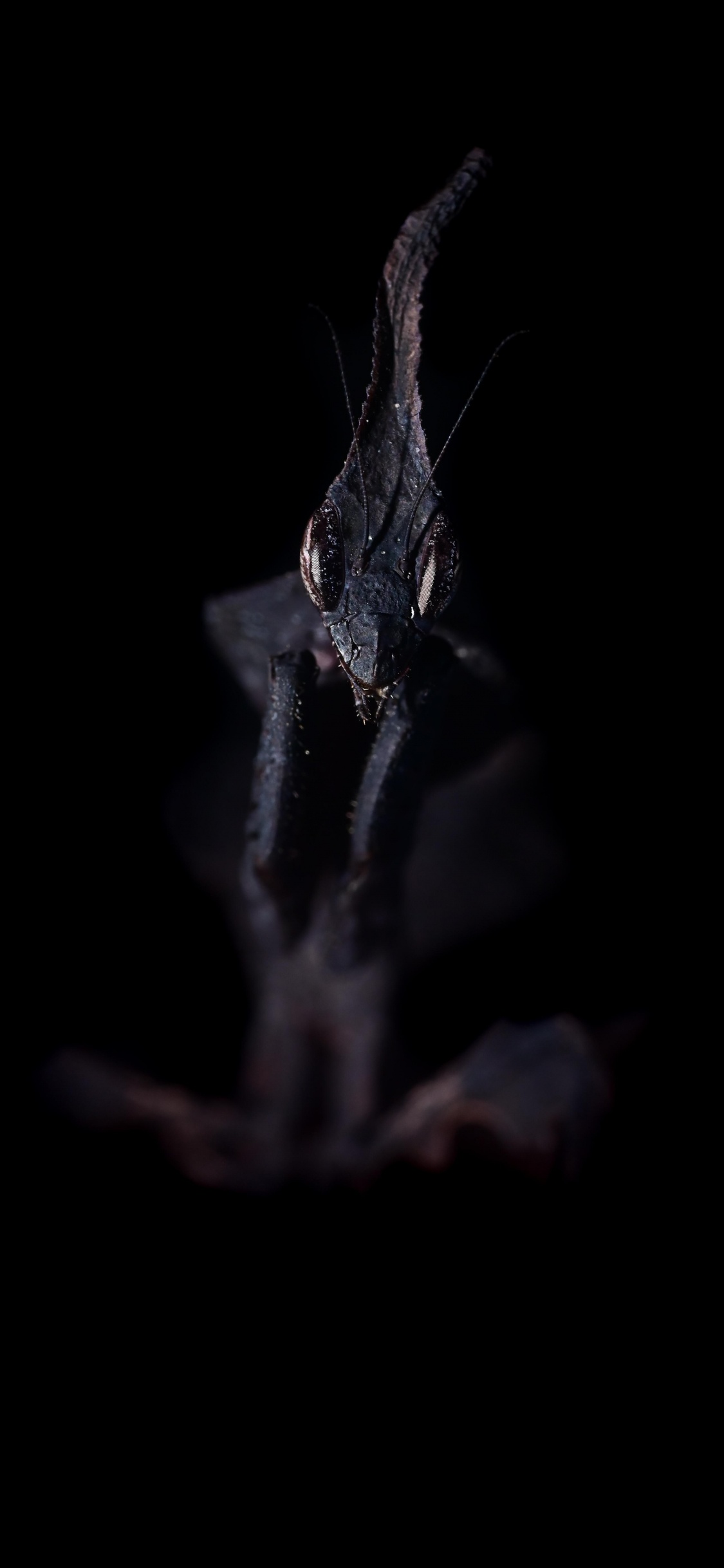 Обои темнота, вода, растение, прут, бакенбарды в разрешении 1125x2436