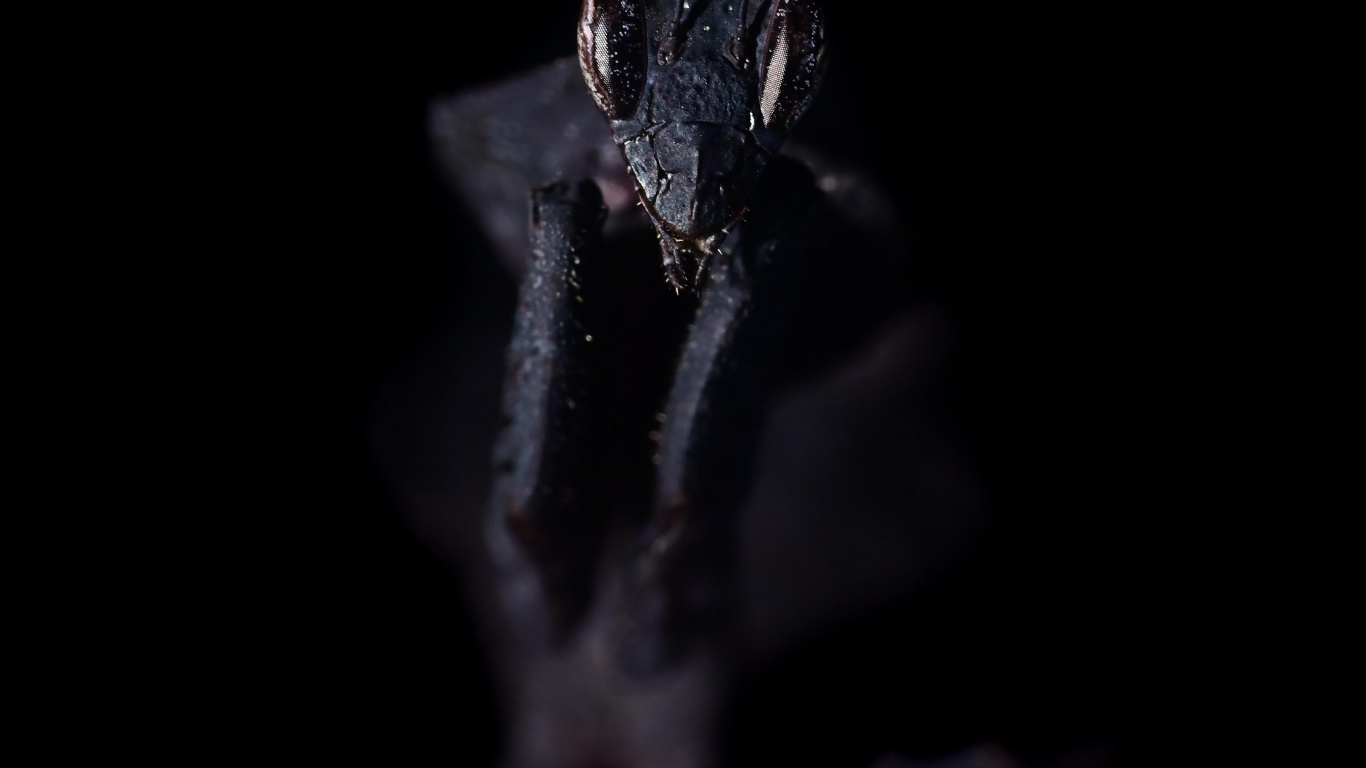 Обои темнота, вода, растение, прут, бакенбарды в разрешении 1366x768