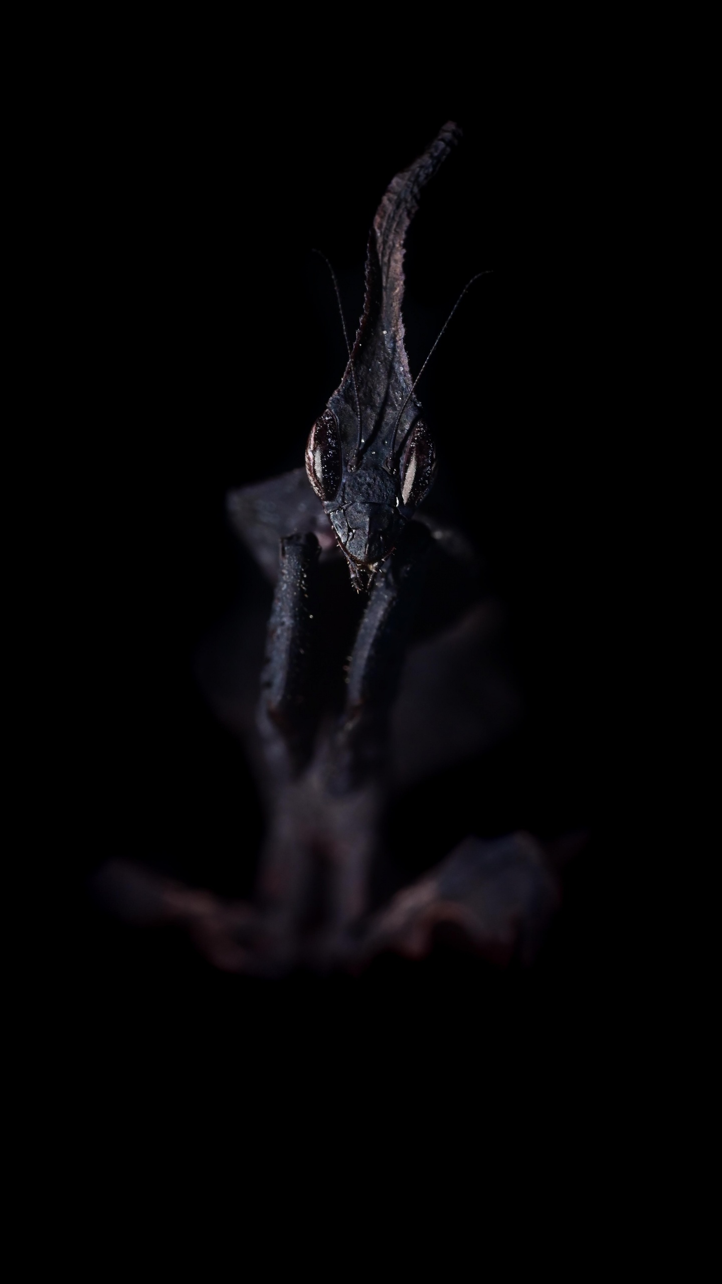 Обои темнота, вода, растение, прут, бакенбарды в разрешении 1440x2560