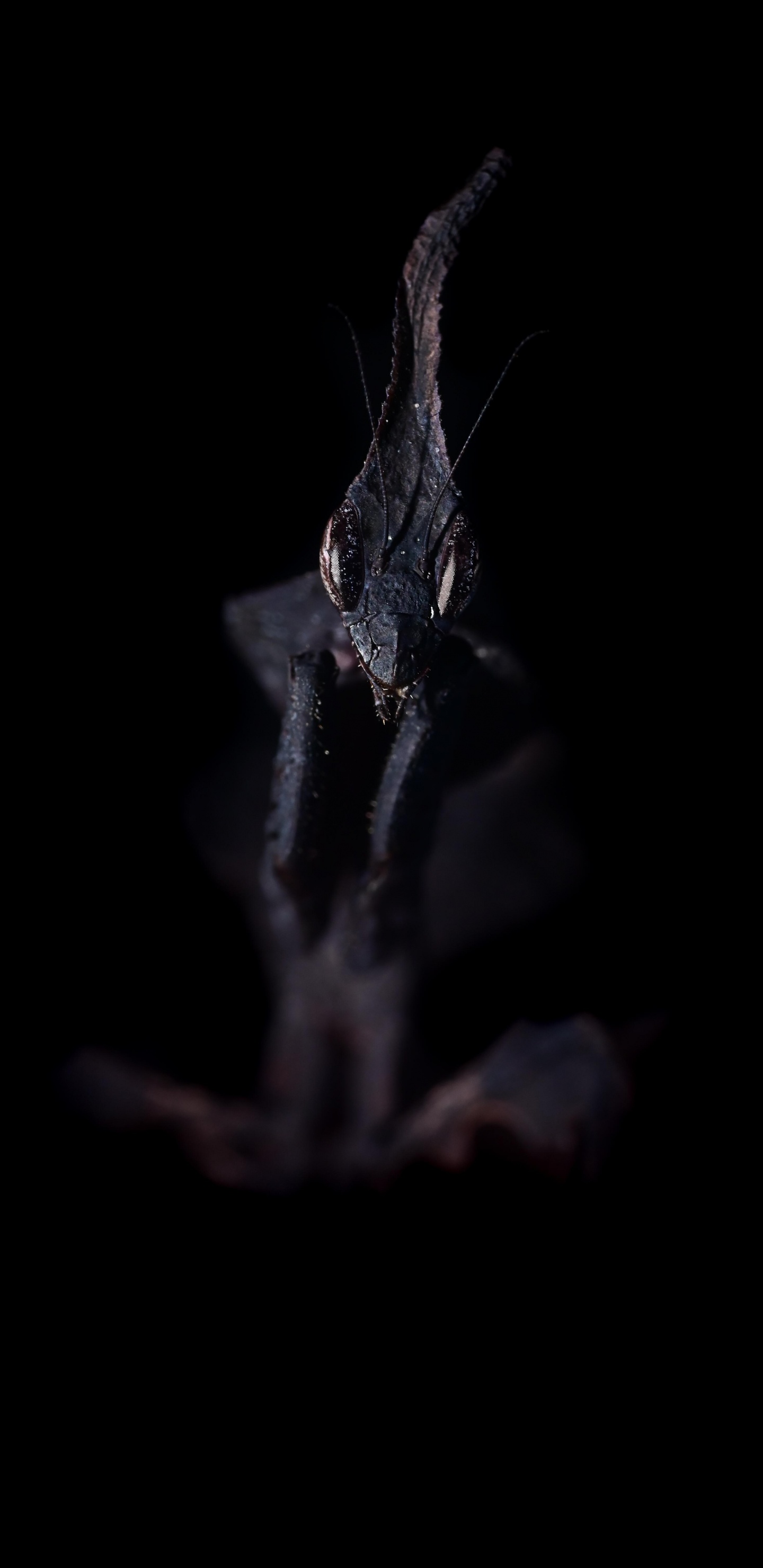 Обои темнота, вода, растение, прут, бакенбарды в разрешении 1440x2960