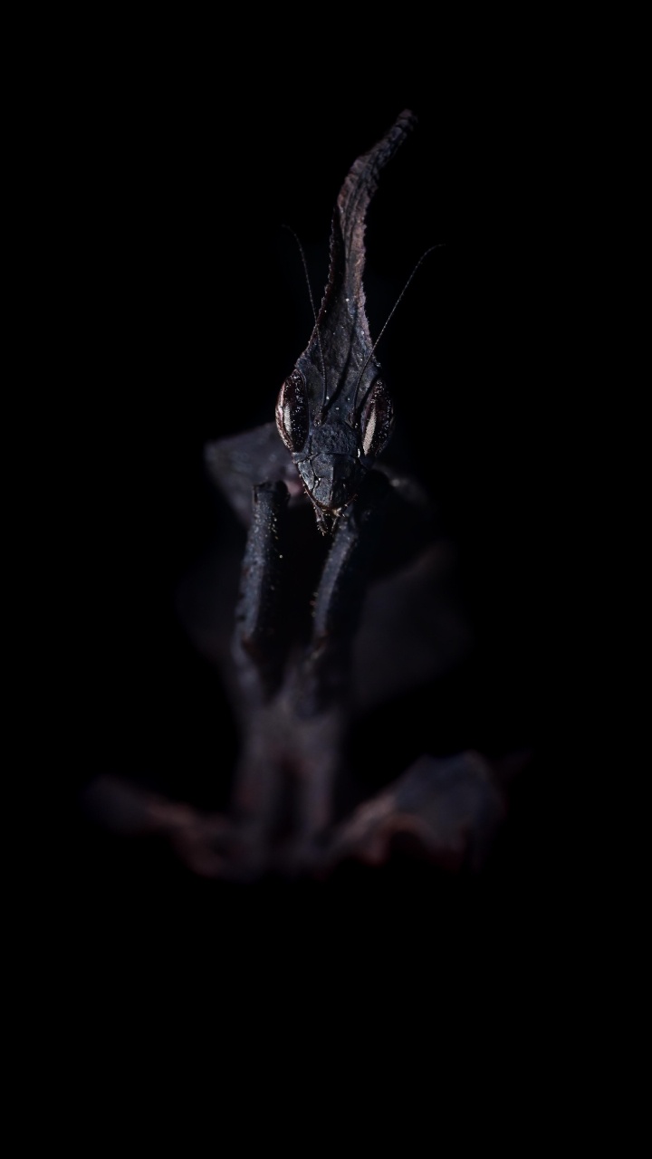 Обои темнота, вода, растение, прут, бакенбарды в разрешении 720x1280