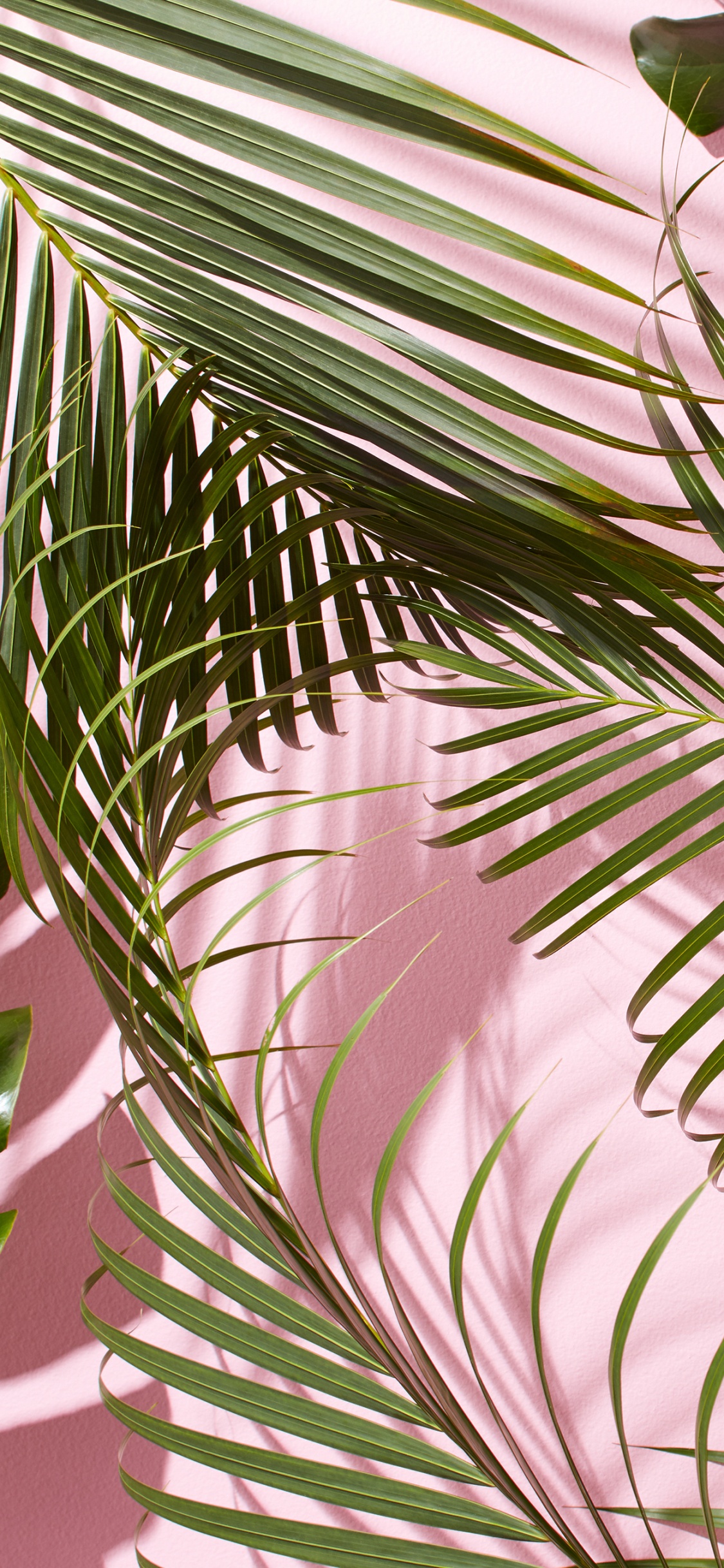 Обои лист, дерево, растение, Пальма, Пальмоцветные в разрешении 1125x2436