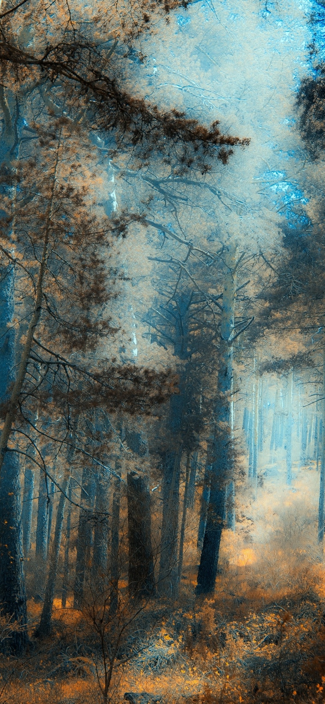 Обои лес, дерево, природа, лесистая местность, живопись в разрешении 1125x2436