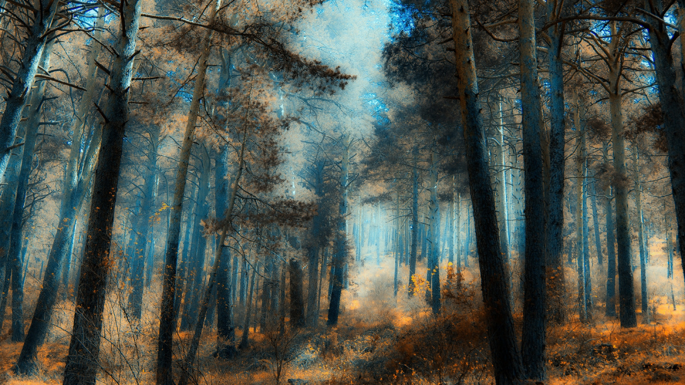 Обои лес, дерево, природа, лесистая местность, живопись в разрешении 1366x768