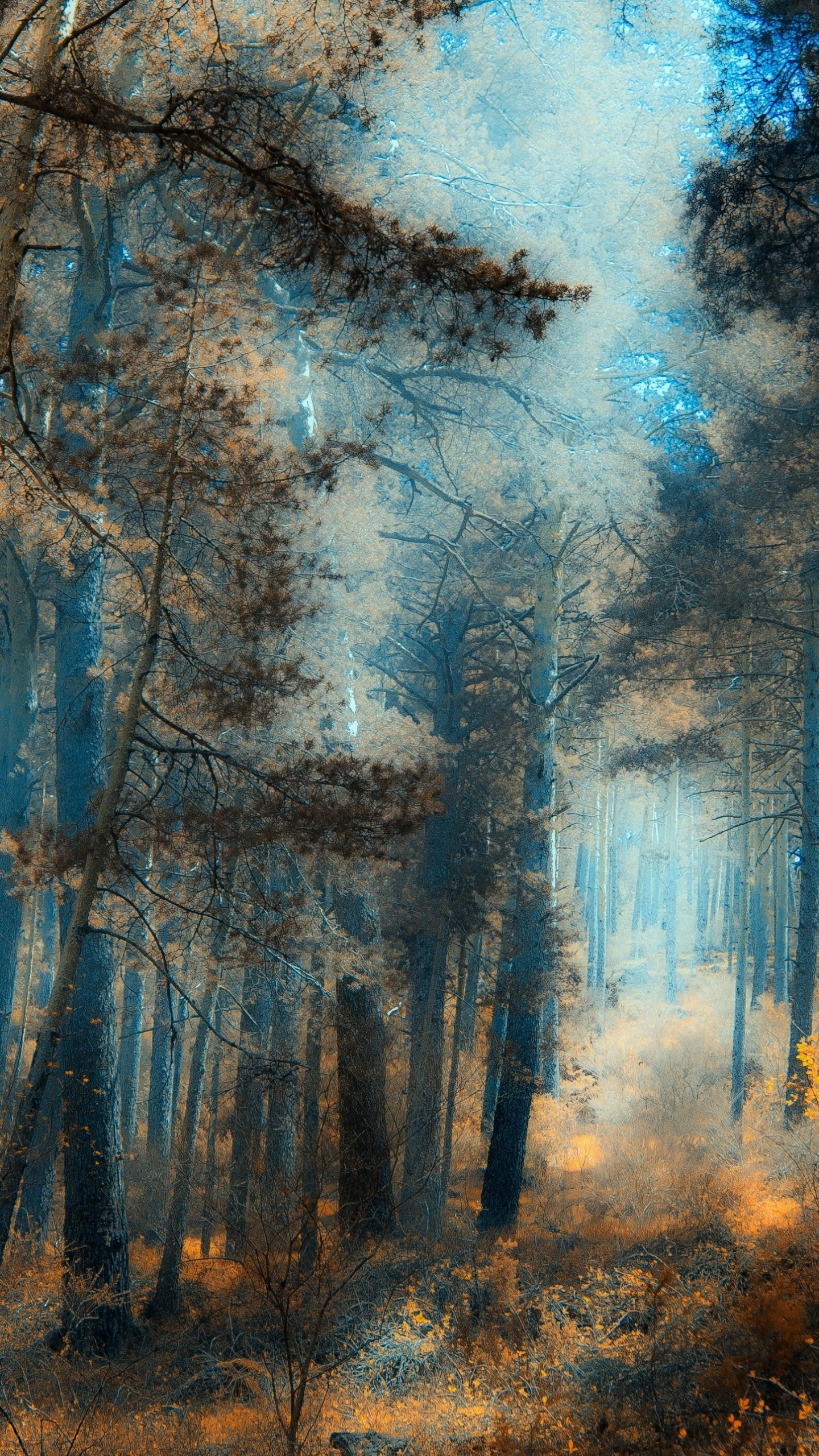 Обои лес, дерево, природа, лесистая местность, живопись в разрешении 1440x2560