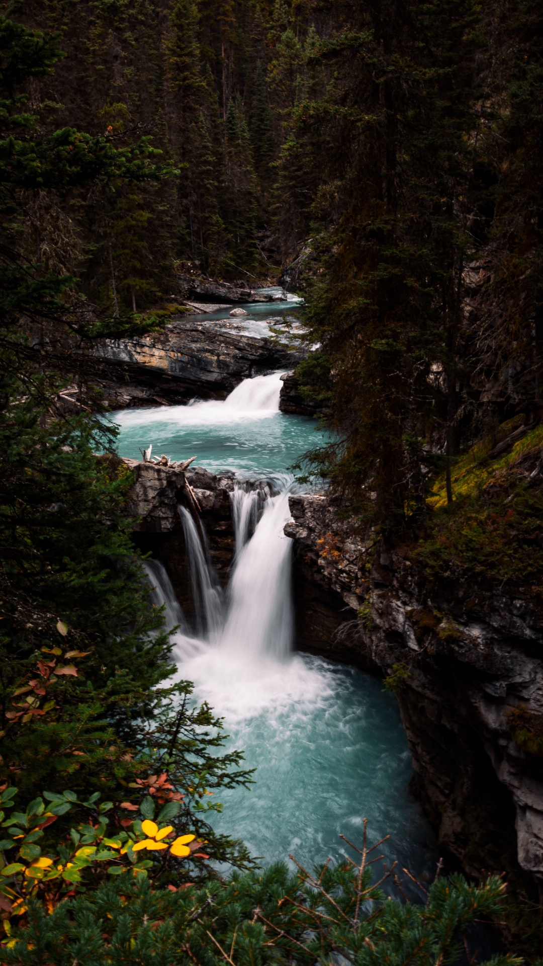Обои растительность, водоток, поток, водоем, природный ландшафт в разрешении 1080x1920