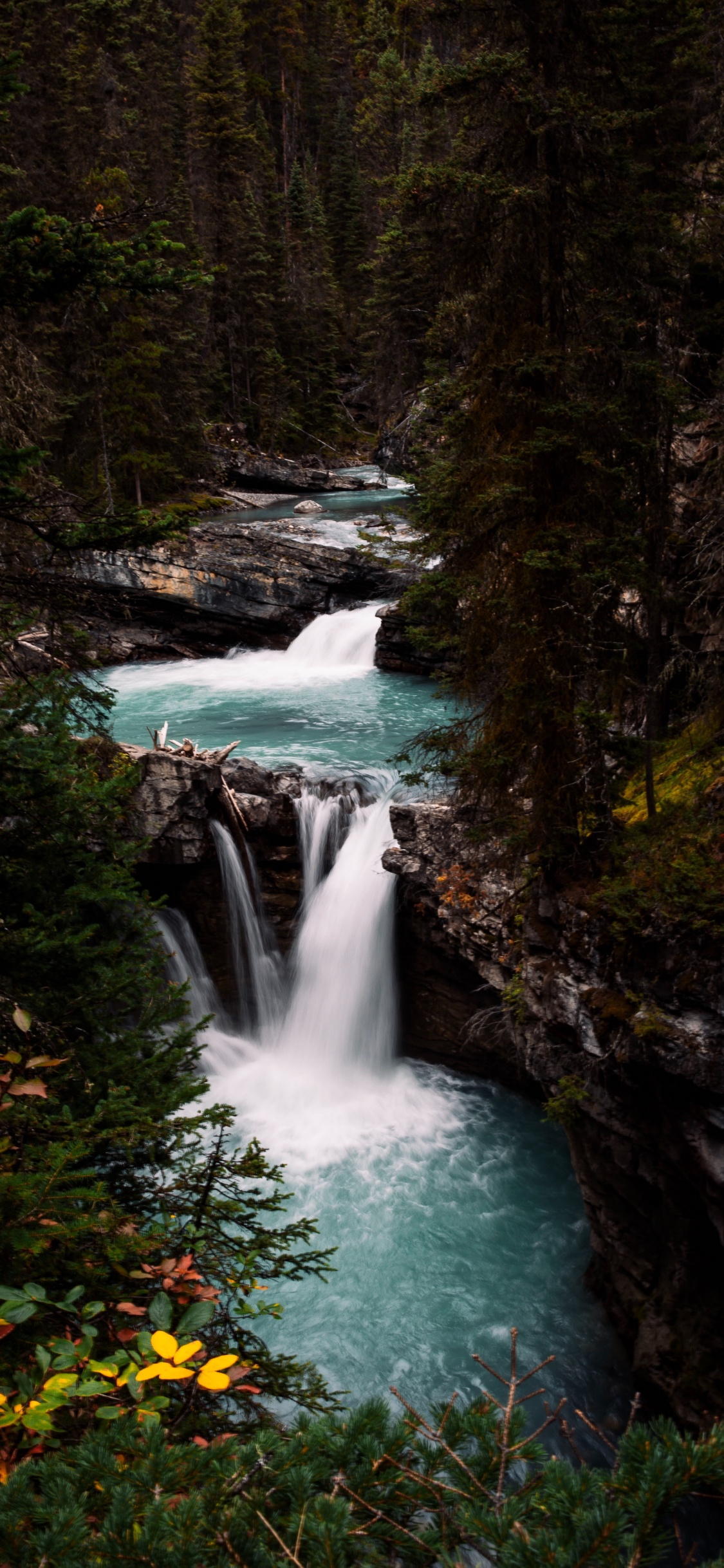 Обои растительность, водоток, поток, водоем, природный ландшафт в разрешении 1125x2436