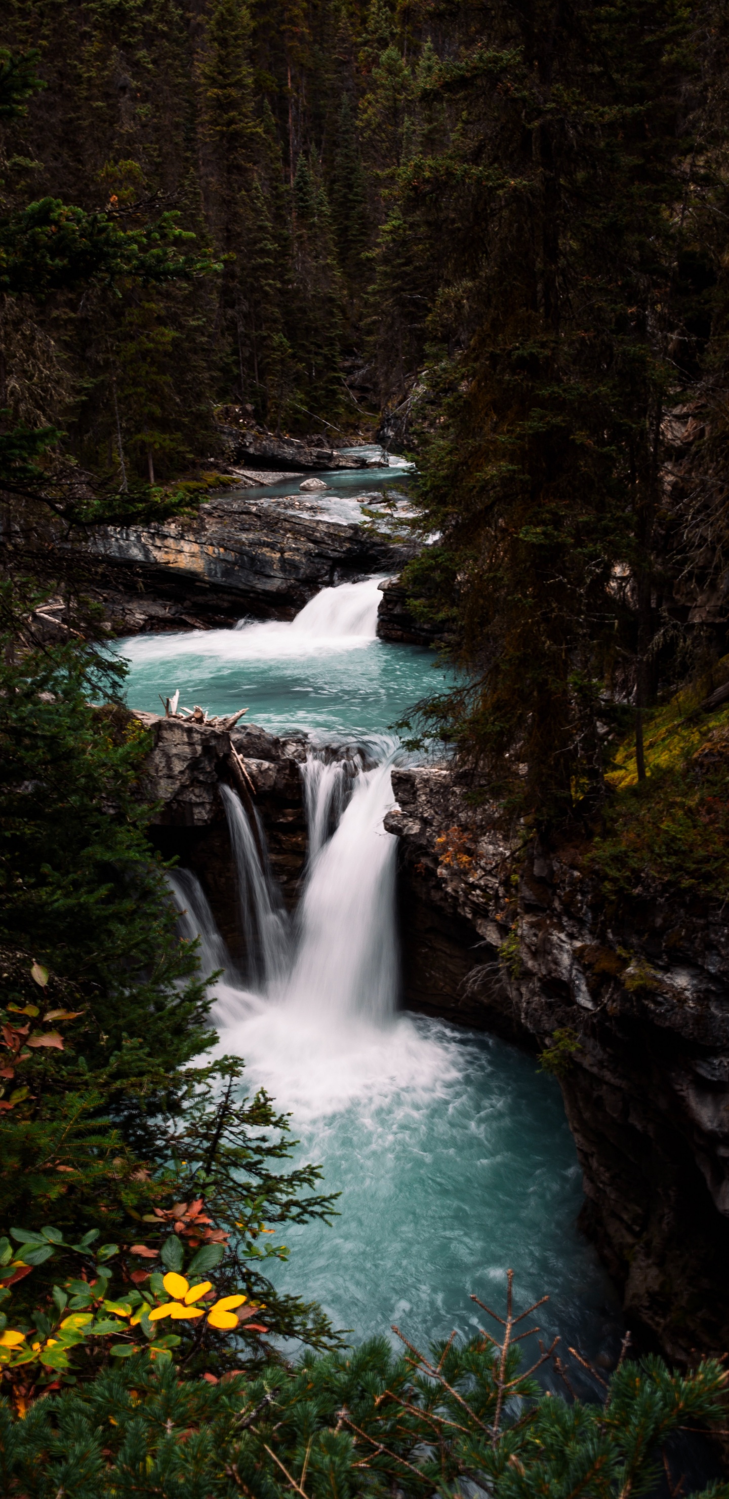 Обои растительность, водоток, поток, водоем, природный ландшафт в разрешении 1440x2960