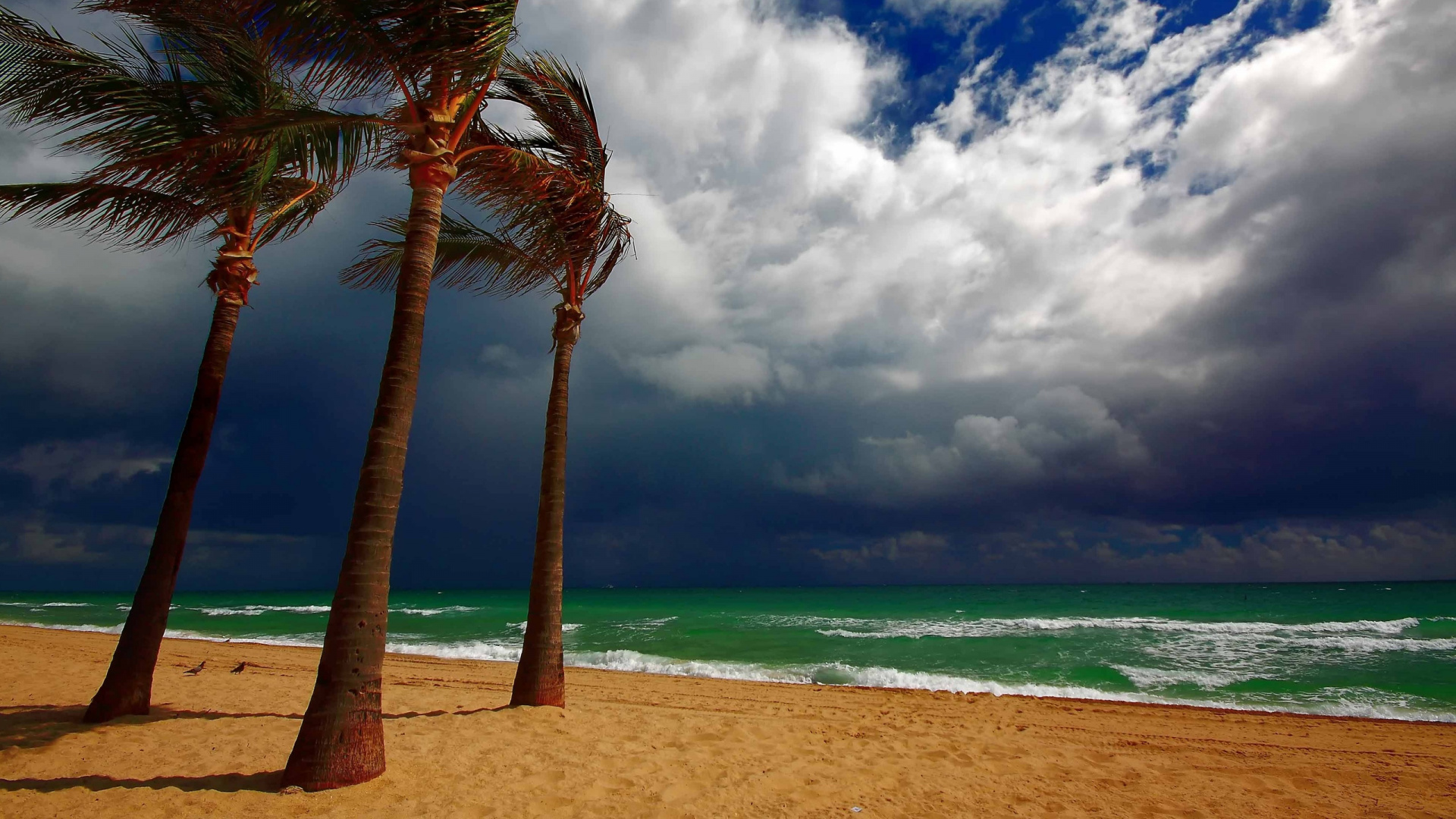 Обои пляж, море, Пальма, тропическая зона, океан в разрешении 1920x1080