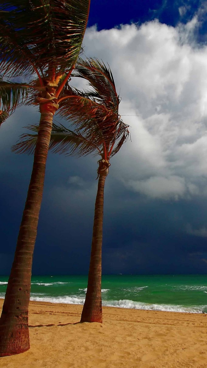 Обои пляж, море, Пальма, тропическая зона, океан в разрешении 720x1280