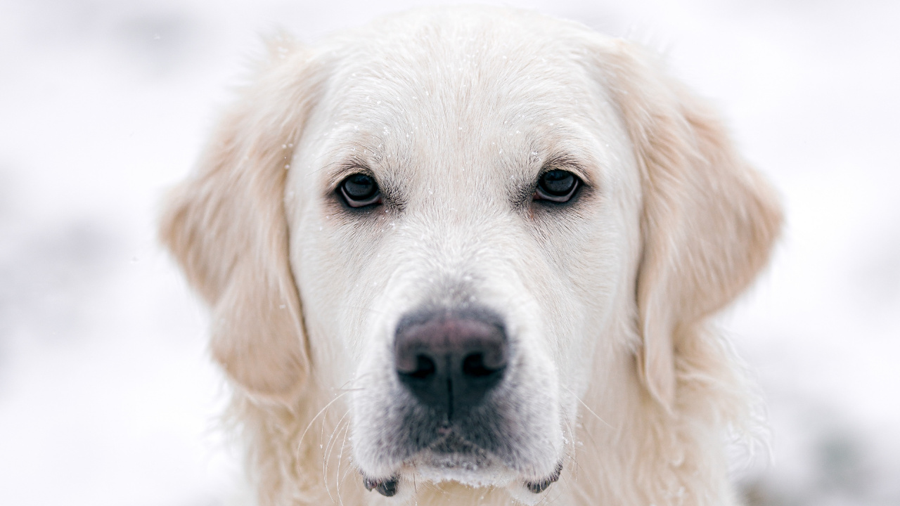 Обои золотистый ретривер, лабрадор, щенок, пес, Псовые в разрешении 1280x720