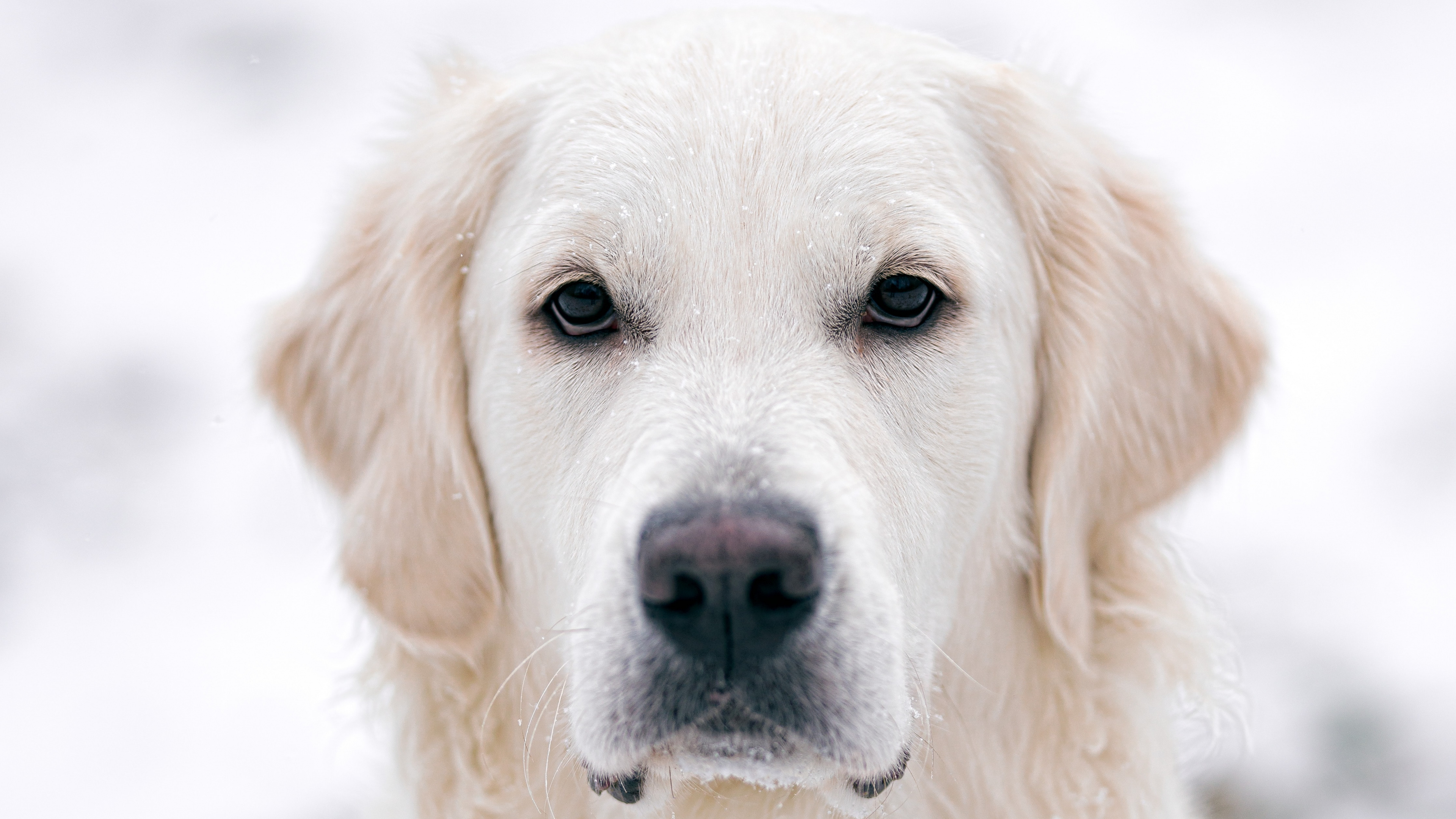 Обои золотистый ретривер, лабрадор, щенок, пес, Псовые в разрешении 3840x2160