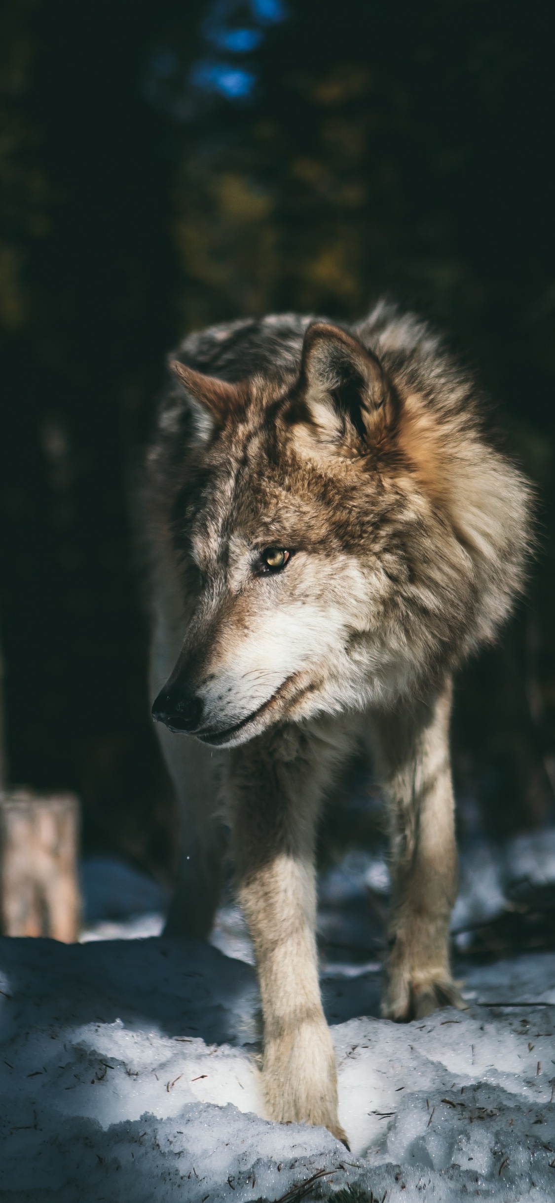 Обои волк, эстетика серого волка, арктический волк, Себирская Хаски, Северный скалистый горный волк в разрешении 1125x2436