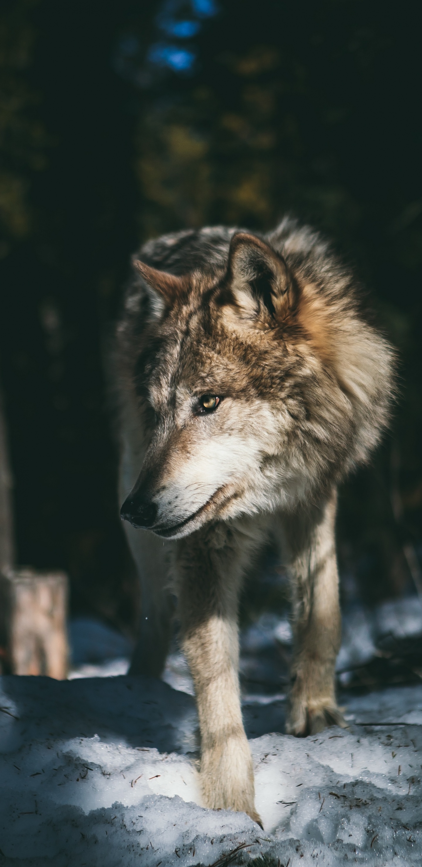 Обои волк, эстетика серого волка, арктический волк, Себирская Хаски, Северный скалистый горный волк в разрешении 1440x2960
