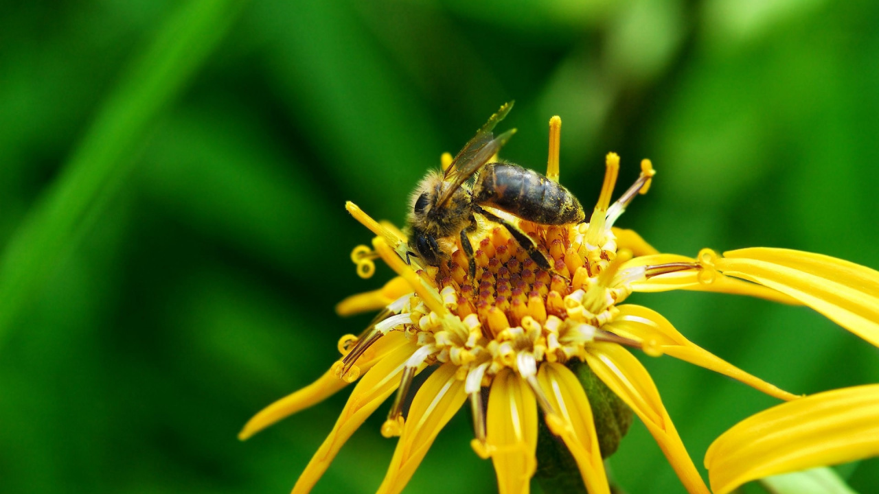 Обои пчела, насекомое, медоносная пчела, опыление, пыльца в разрешении 1280x720